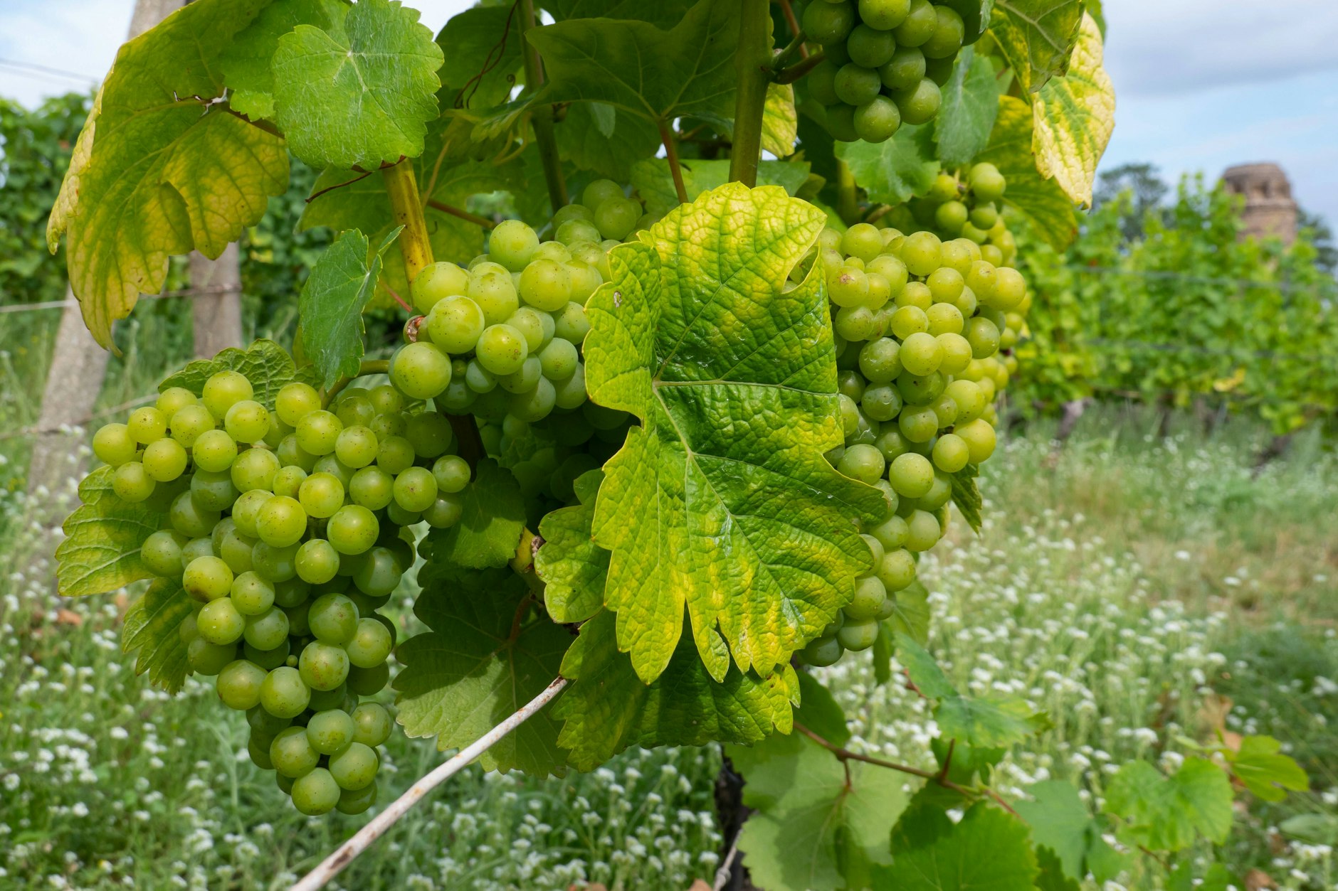 Piwi-Weine sind gegen Pilze resistent und absolut Trend.