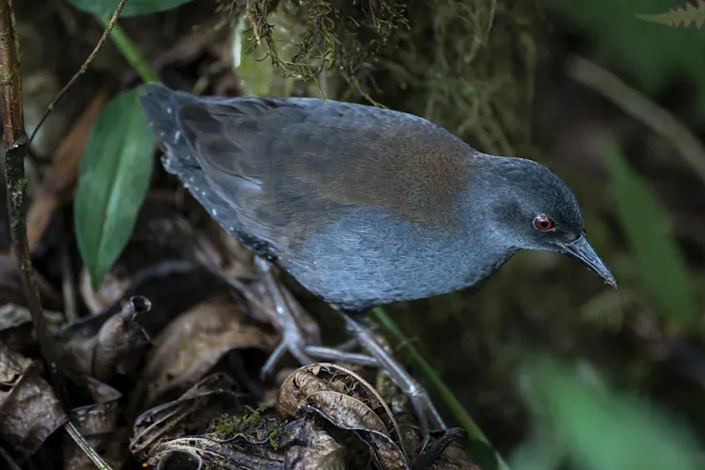 Rückkehr nach fast 200 Jahren: Verschwundene Vogelart ist wieder da