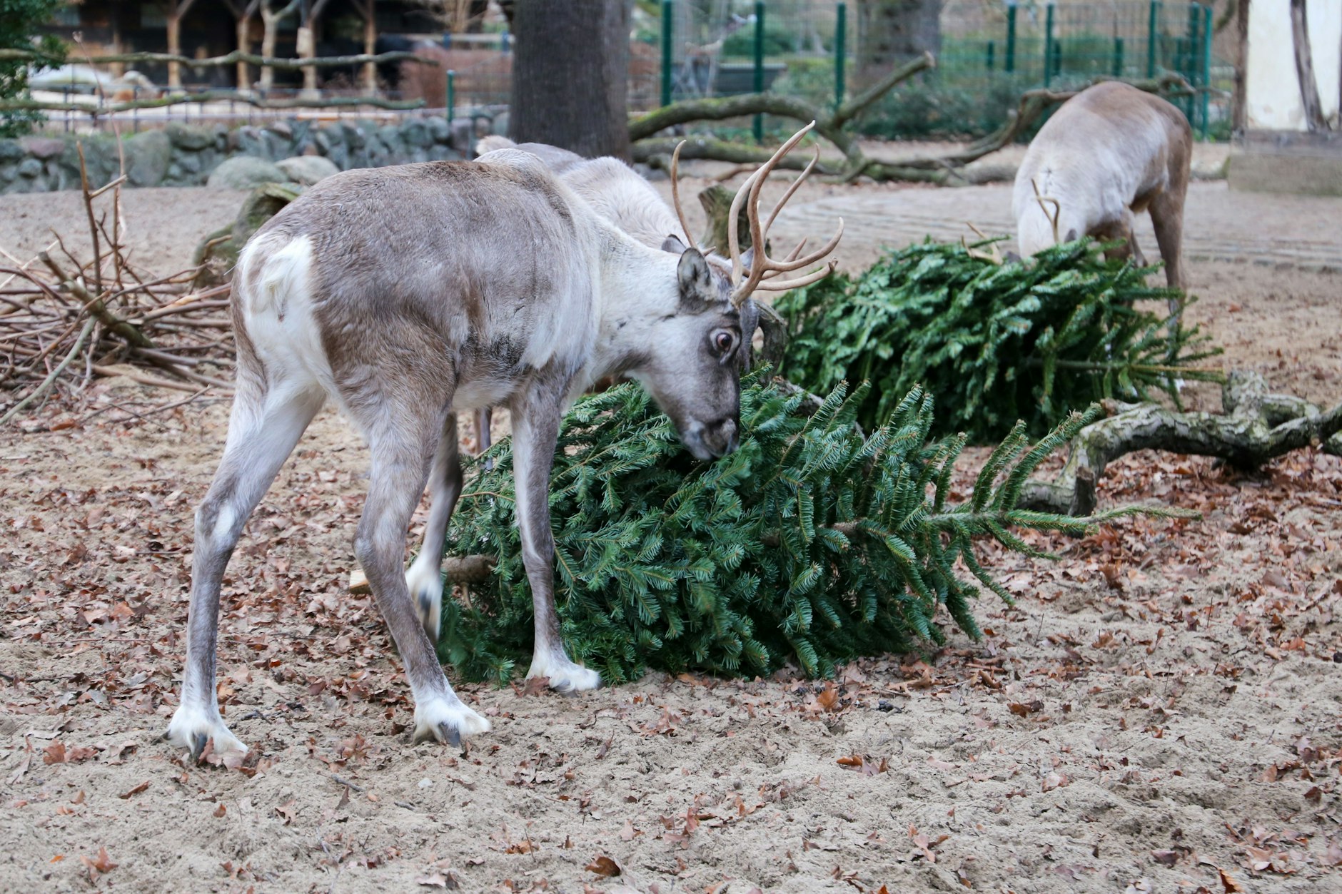Die Rentiere snacken an den Tannenbäumen.