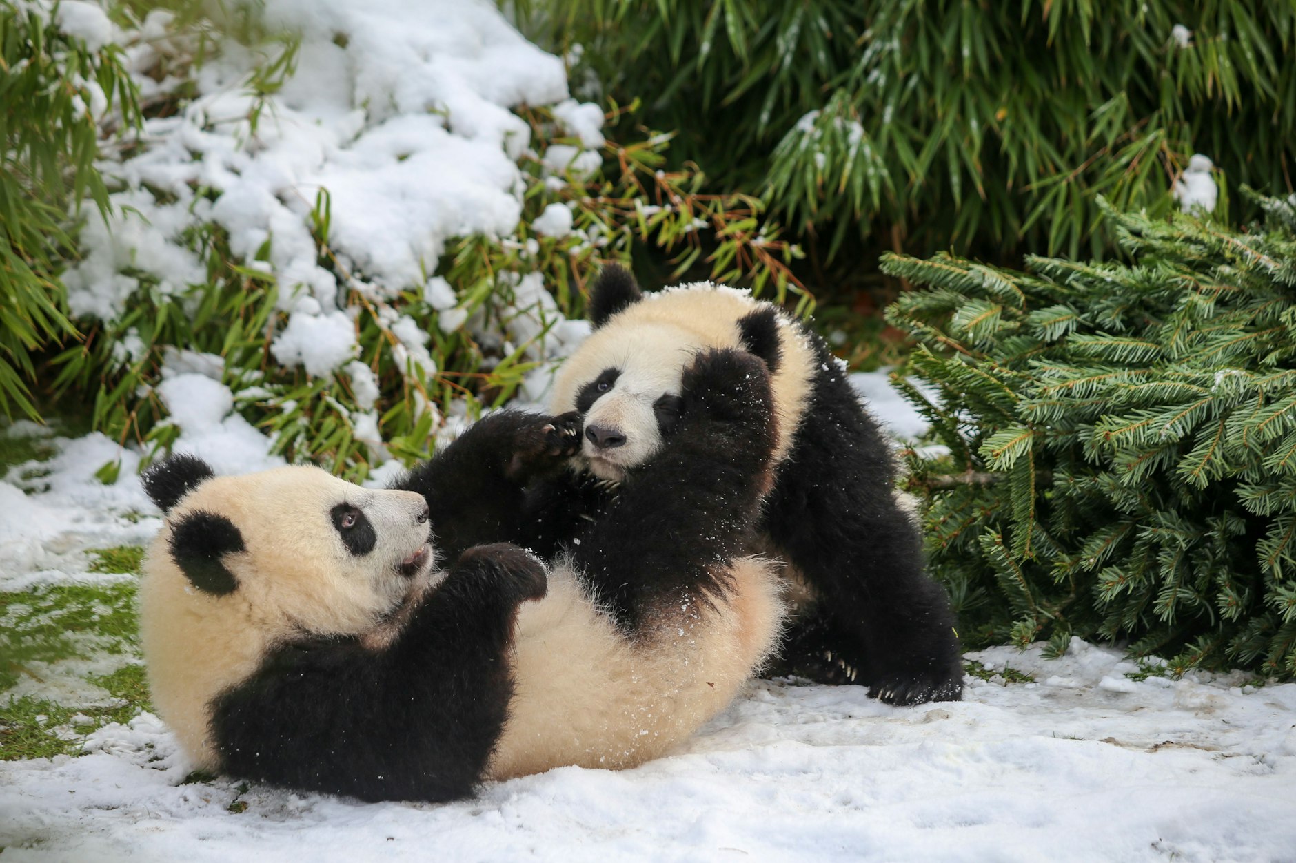 Aus ihrer Heimat kennen sie gar keine Tannenbäume, im Zoo Berlin dürfen die Pandas aber damit spielen.