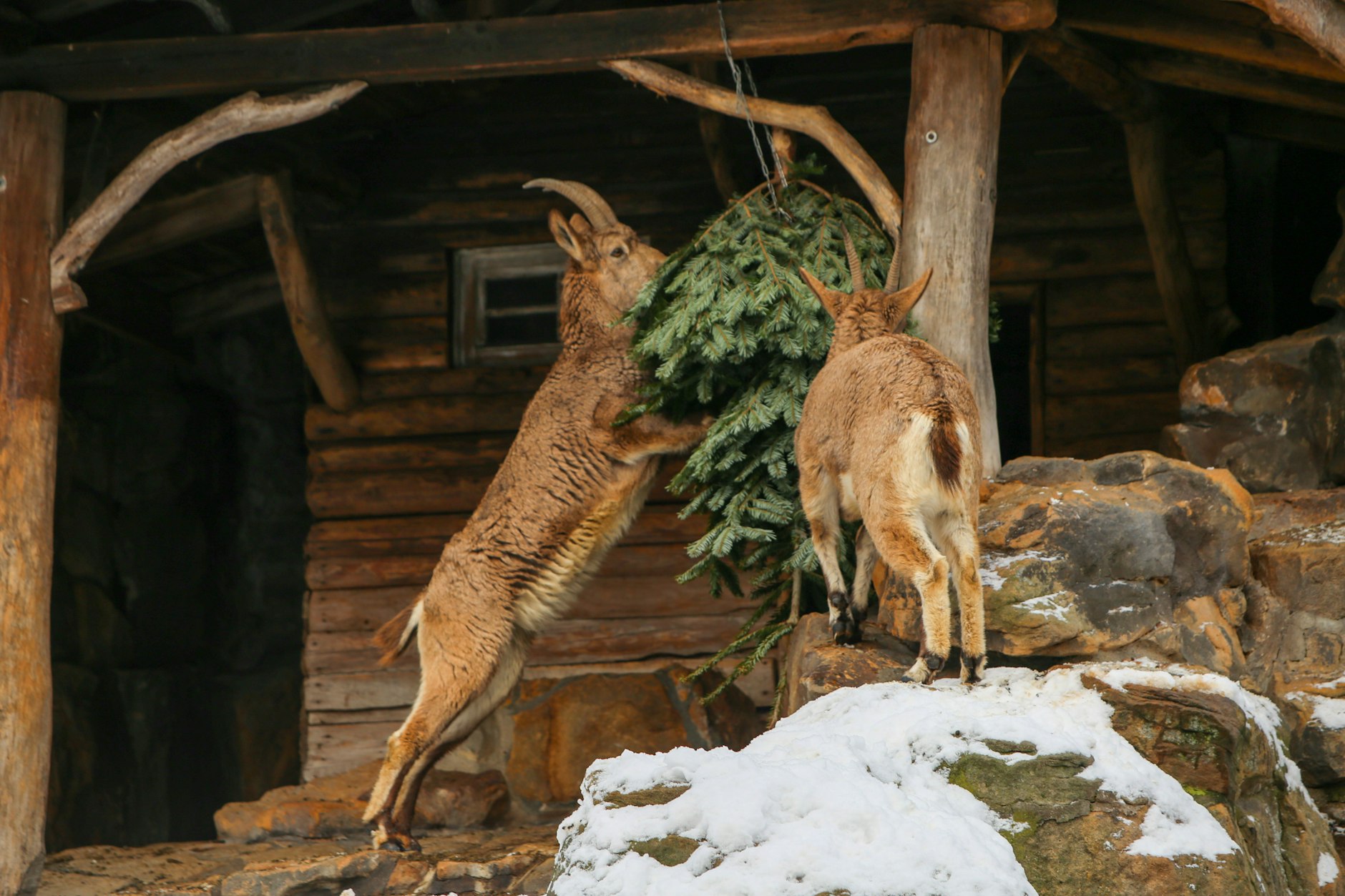 Auch die Steinböcke haben ihren Spaß mit einem Tannenbaum.
