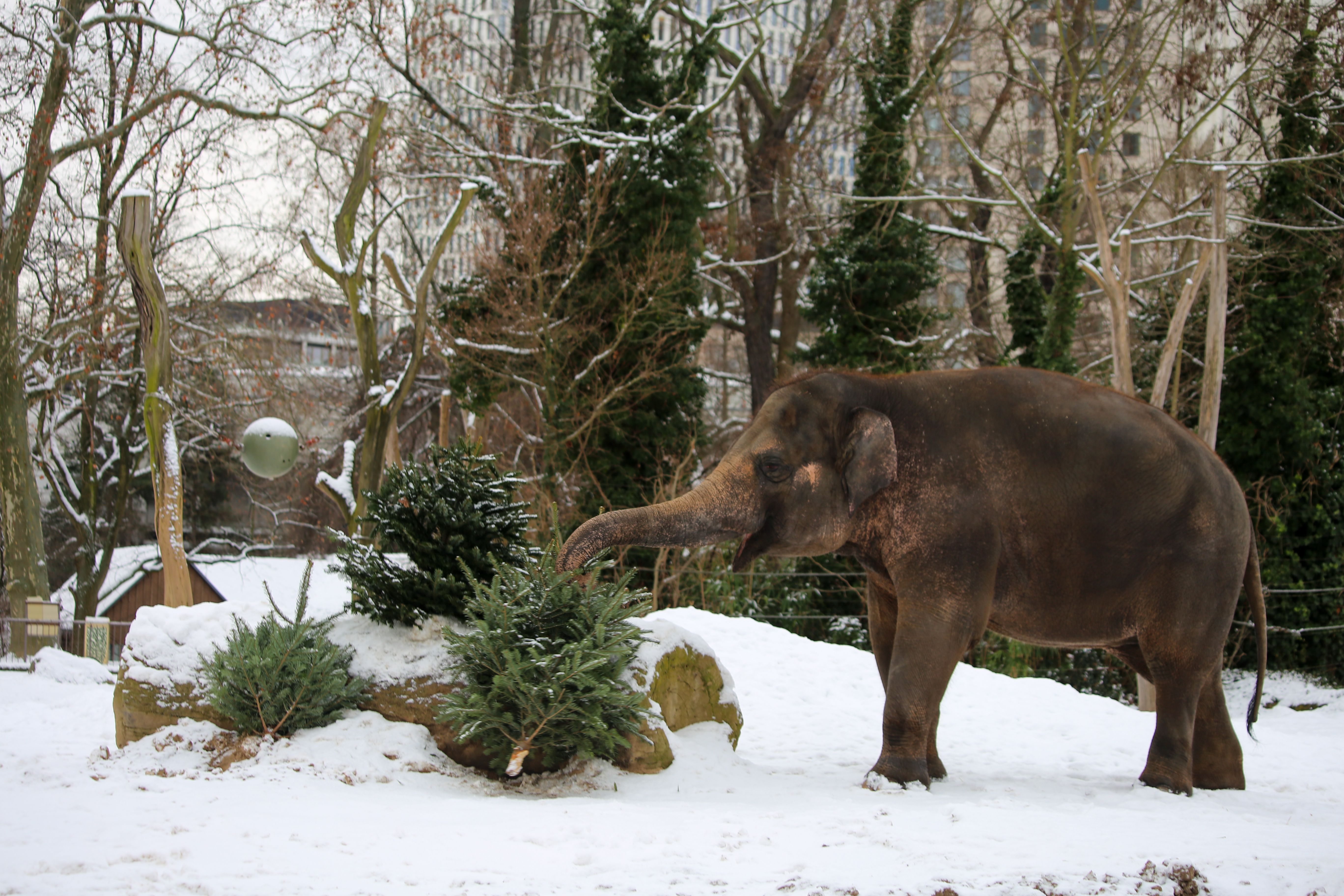 Riesenspaß für unsere Zoo-Tiere: Hier landen ungeliebte Weihnachtsbäume