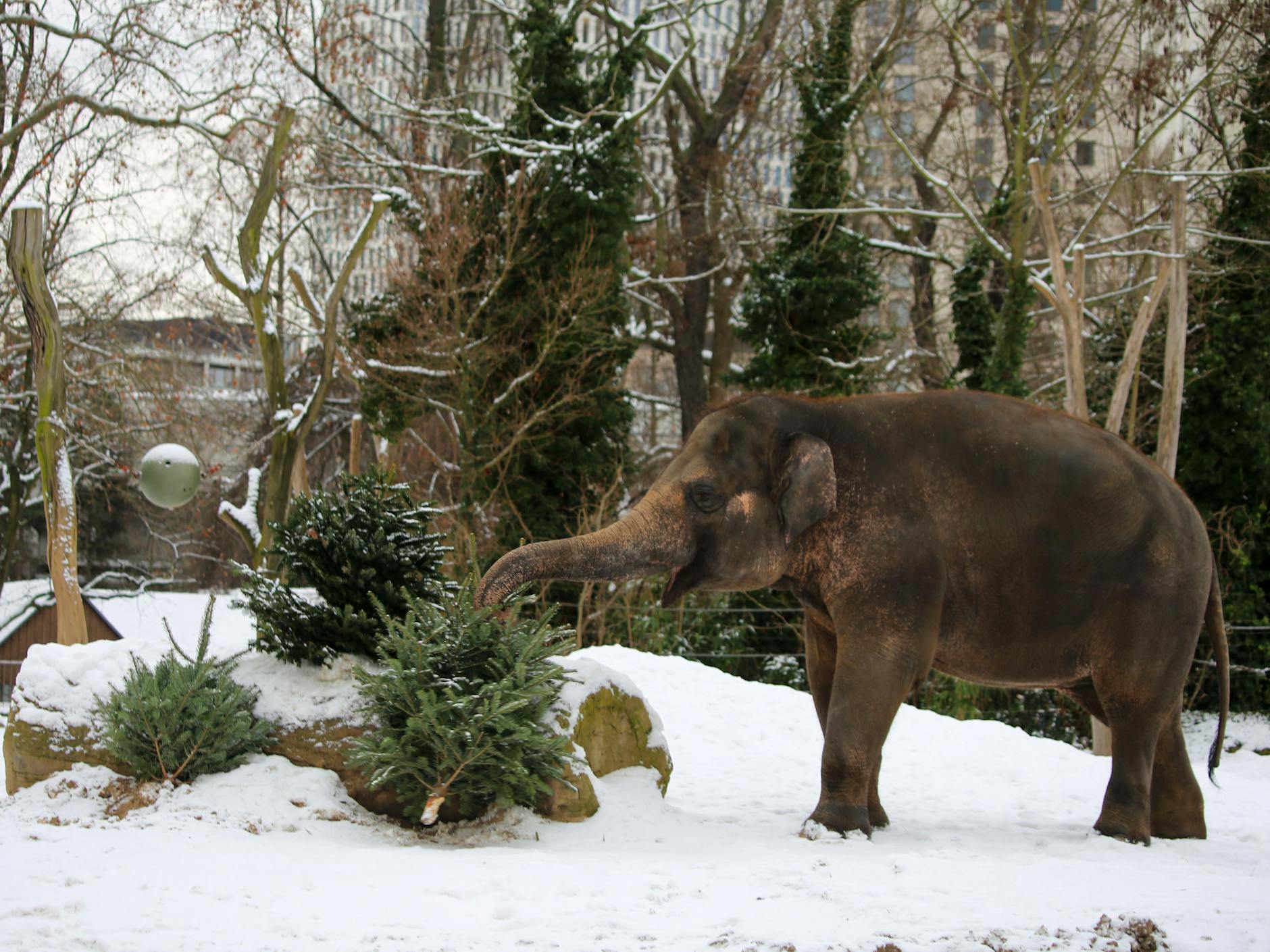 Übrig gebliebene Weihnachtsbäume wurden im Berliner Zoo zum großen Spaß für die Elefanten.