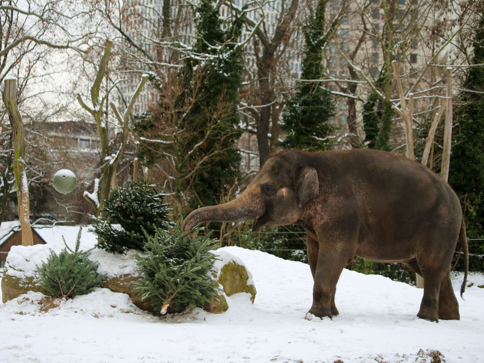 Übrig gebliebene Weihnachtsbäume wurden im Berliner Zoo zum großen Spaß für die Elefanten.