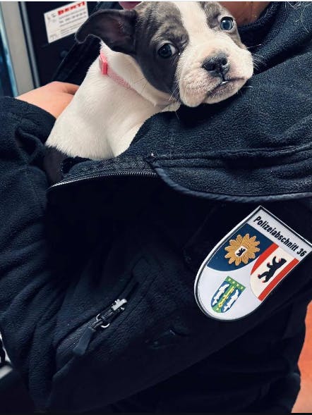 Ein trauriger Blick in die Kamera: auch dieser Welpe ist nun endlich in Sicherheit.