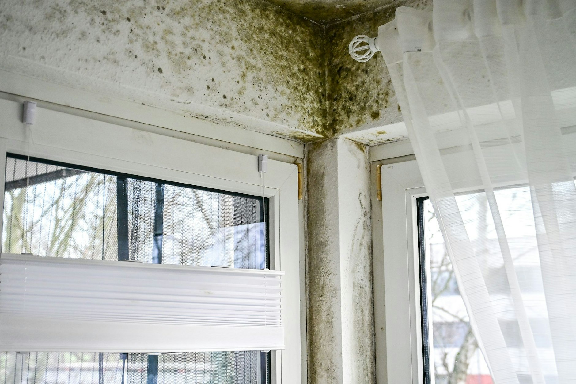Wer nach dem tagelangen Stromausfall Schimmel in der Wohnung findet, kann ihn vom Vermieter beseitigen lassen.