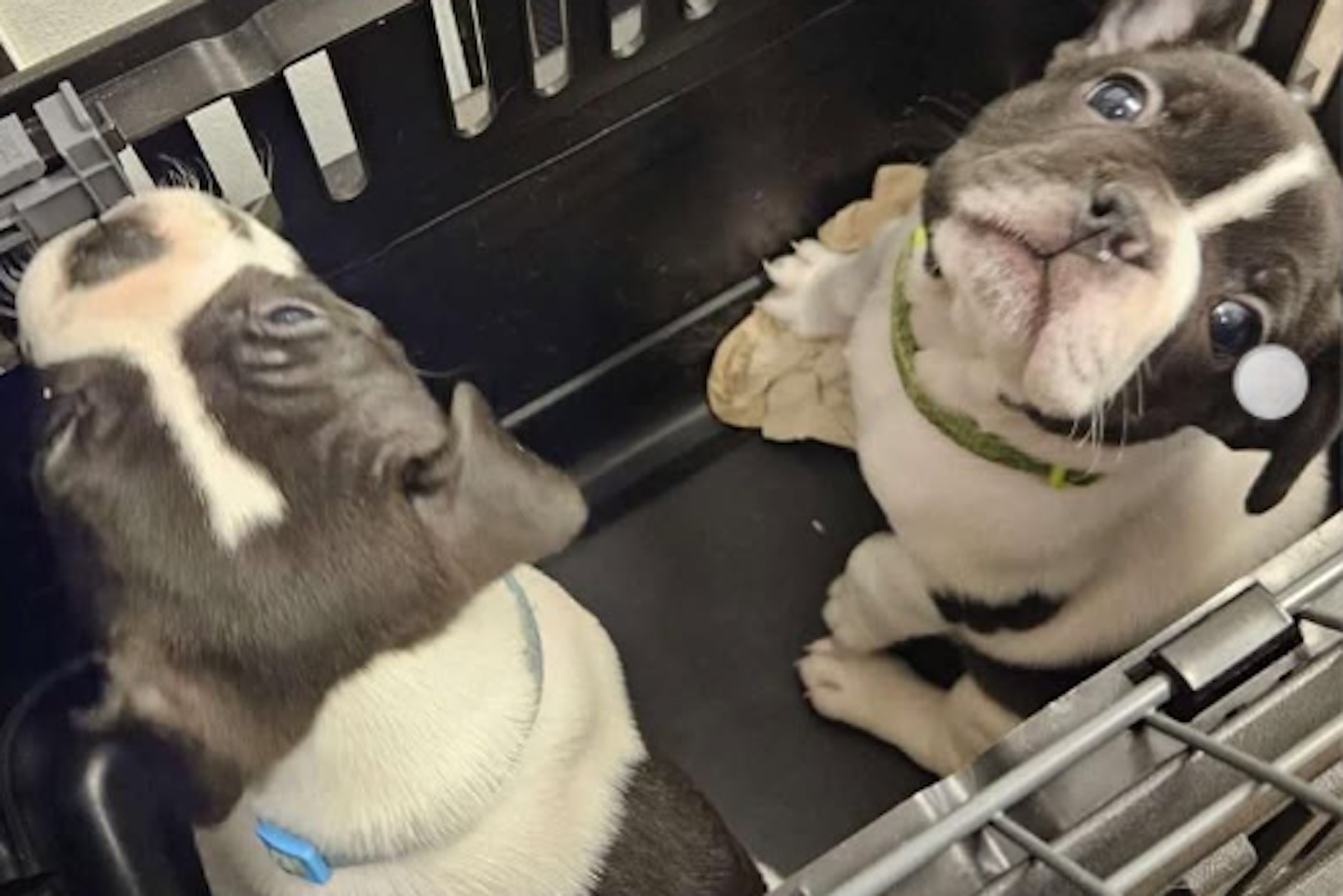 Die Welpen lebten in Transportboxen.