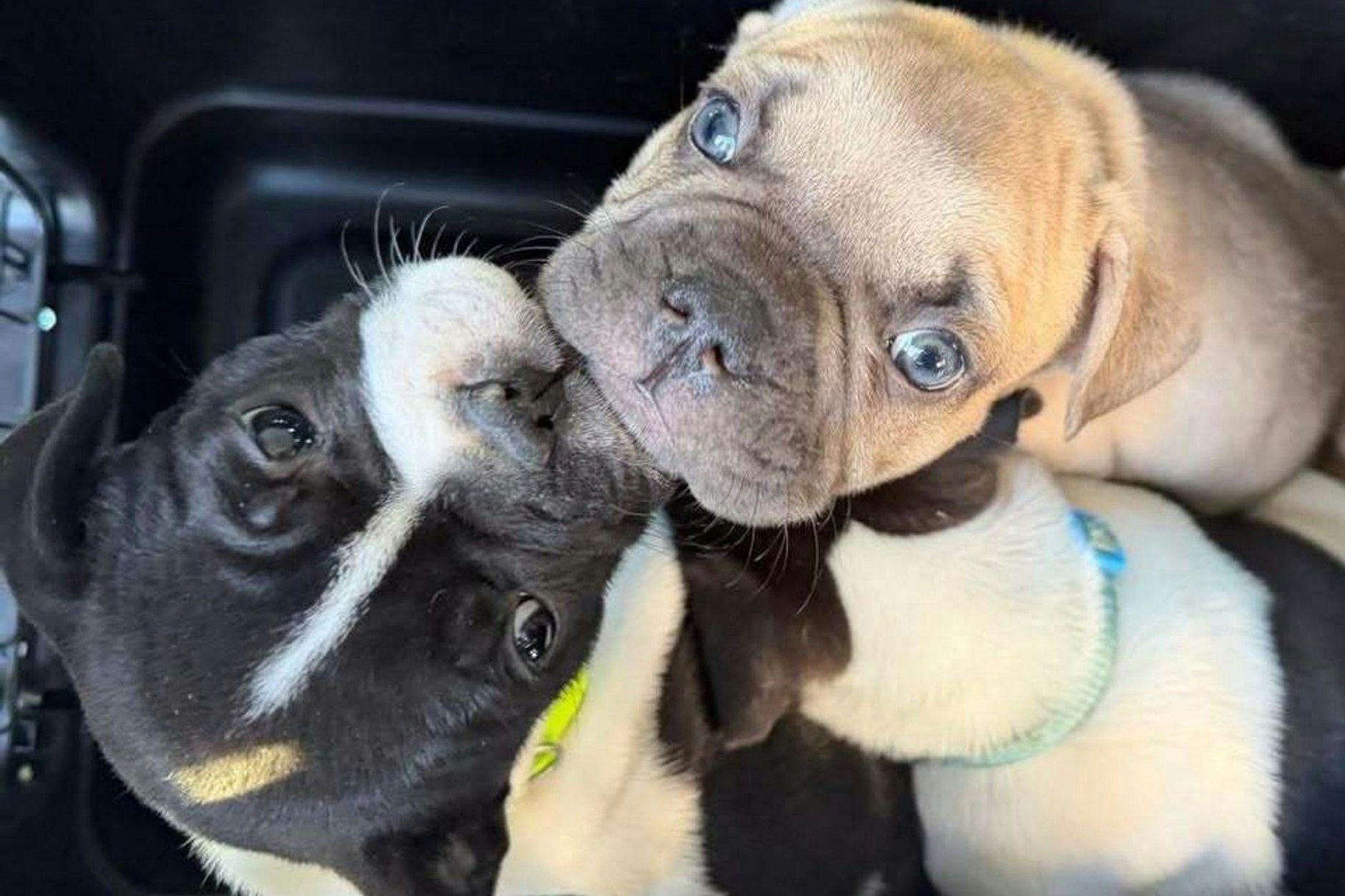 Die Berliner Polizei hat in einem Keller in Köpenick zwölf Hundewelpen und zwei erwachsene Hündinnen, die Mütter der Welpen, entdeckt.