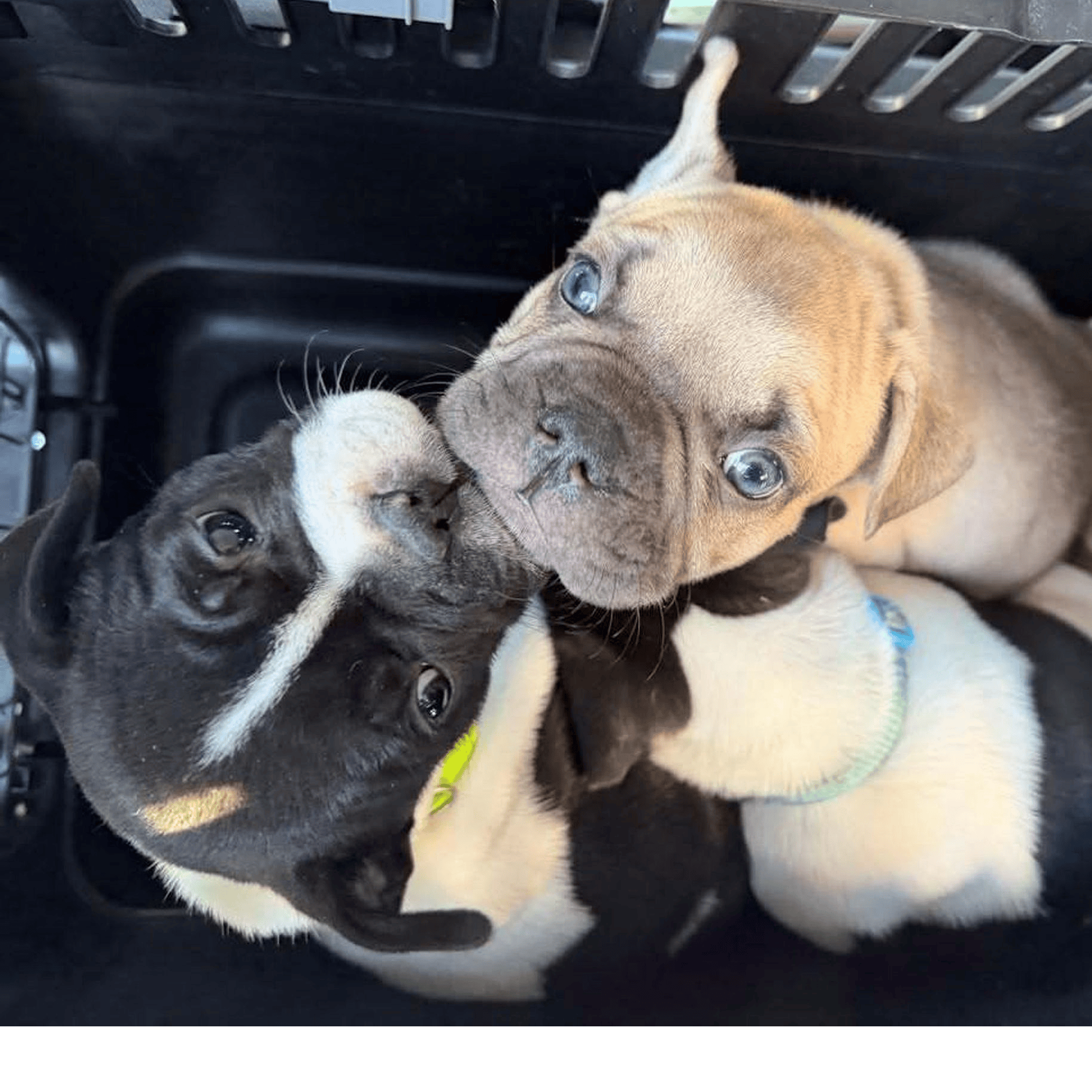 Welpen-Dealer hielten 14 Hunde im eiskalten Keller