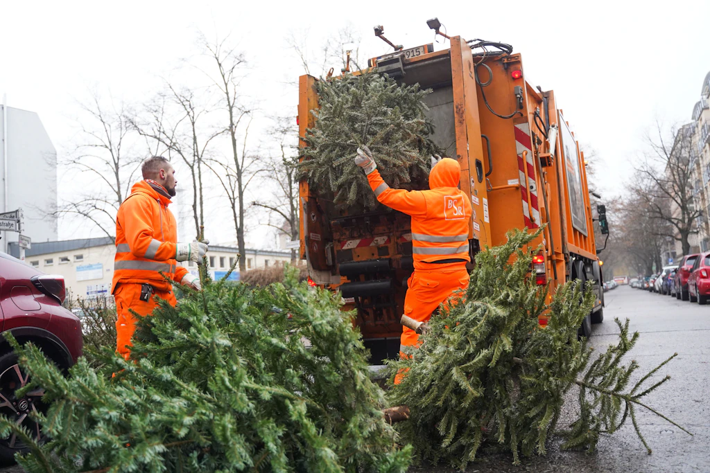 Gehwege des Grauens: Was entsorgte Weihnachtsbäume über Berlin verraten