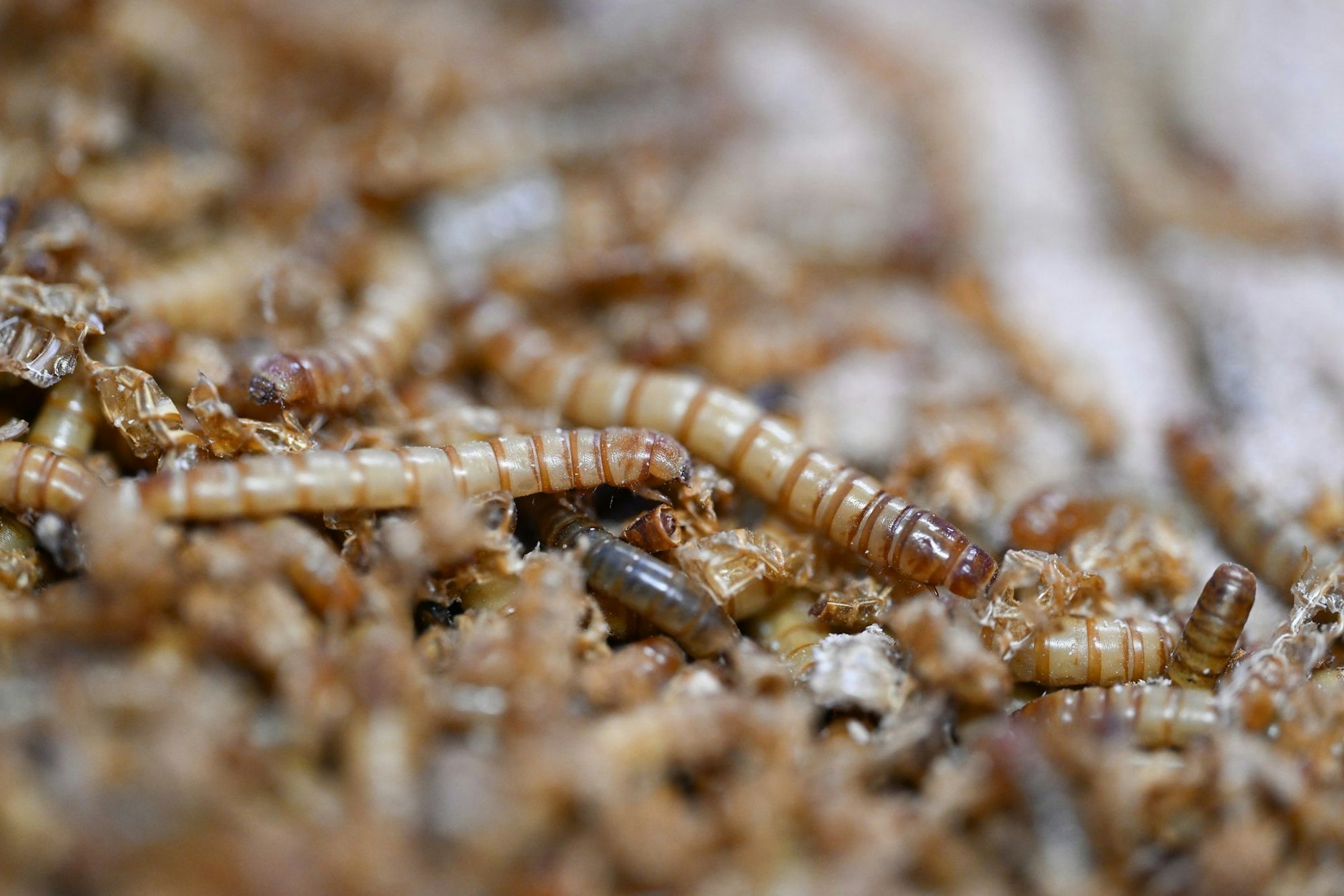 Ynsect galt als Vorzeigeprojekt der europäischen Insektenbranche und erhielt Millionenförderungen von Staat und Investoren. Trotzdem scheiterte das Start-up.