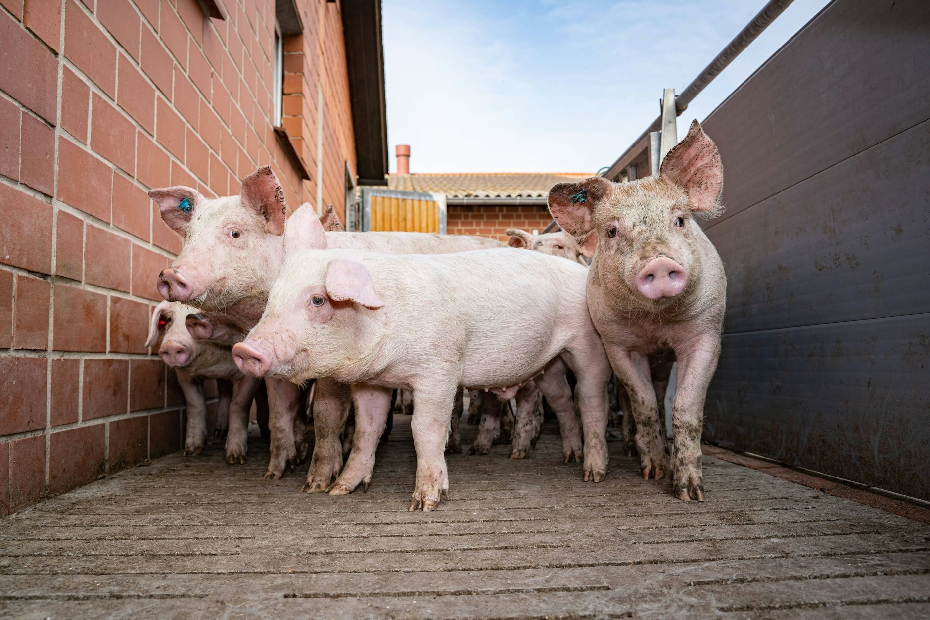 Die Landwirte fühlen sich von dem geplanten Freihandelsabkommen unter Druck gesetzt.