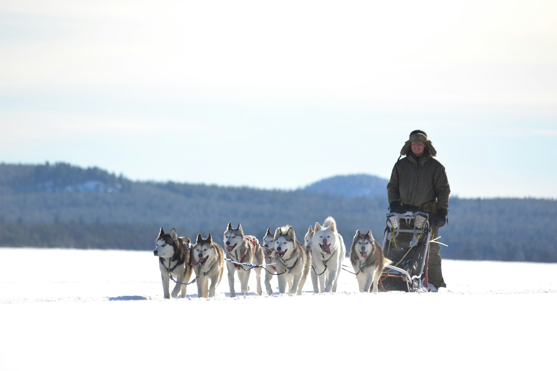 Hundeschlittengespann in Lappland 