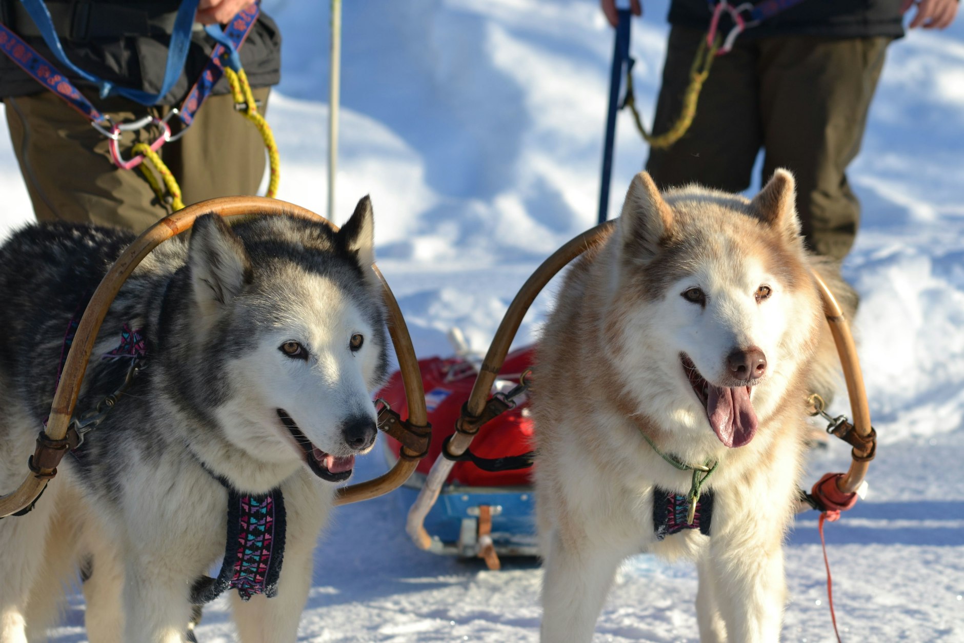Siberian Huskys sind dank ihres sichten Fells bestens an tiefste Temperaturen angepasst.