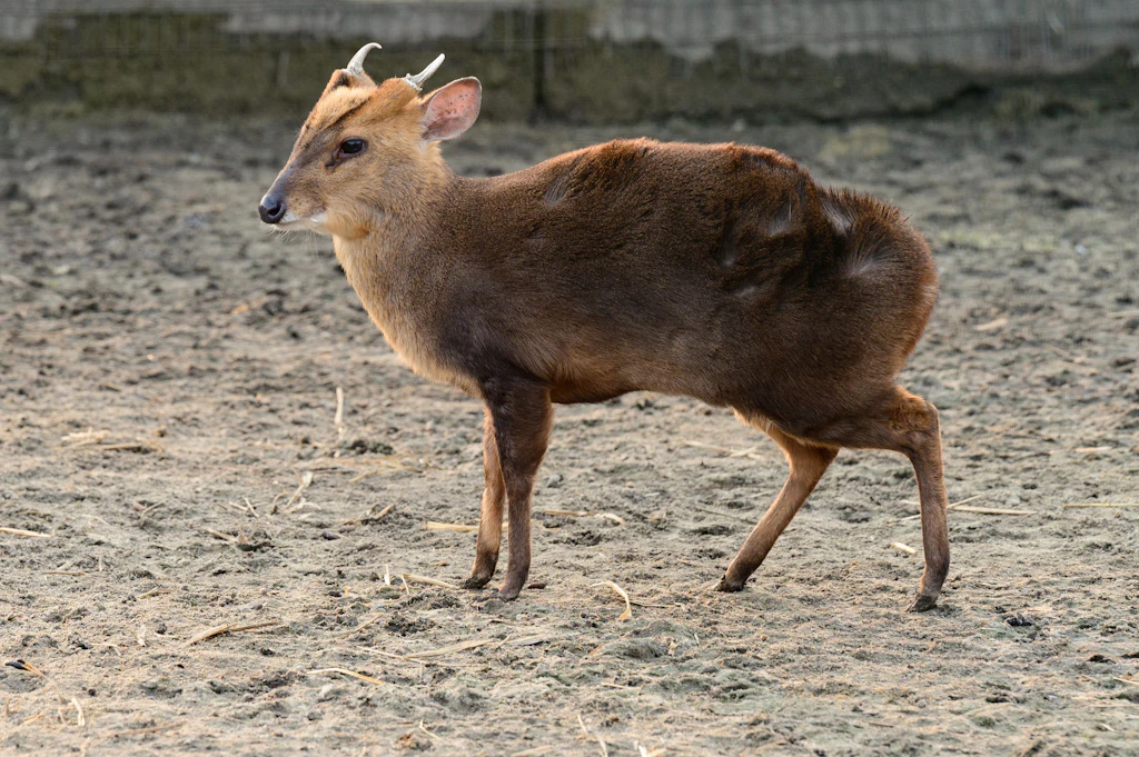 Das wohl schönste Video des Tages: 13 Kilo leichter Hirsch kämpft mit 1,7 Tonnen schwerem Nashorn