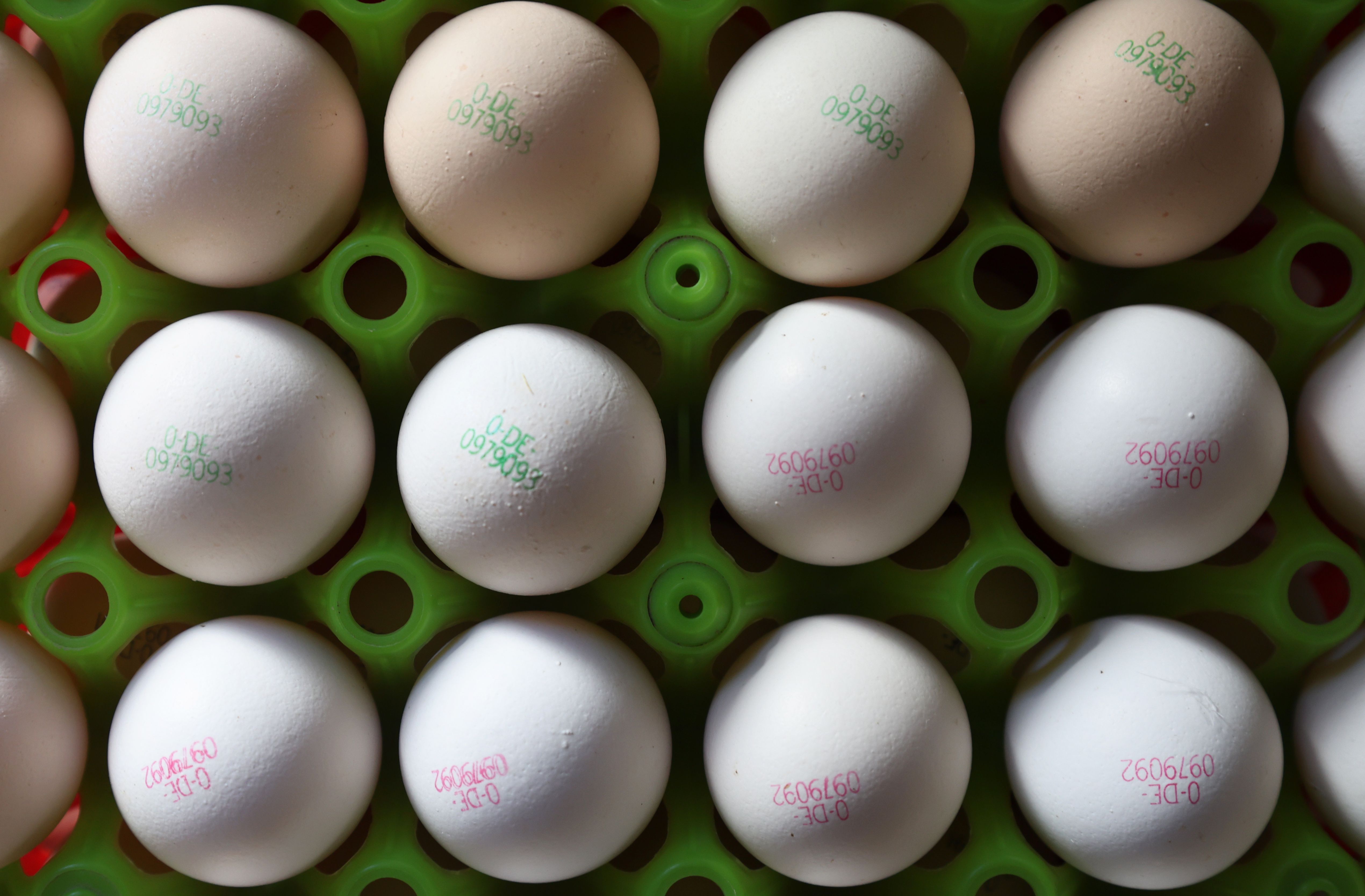 Image - „Eine Blackbox“: Eier werden jetzt teurer – und keiner weiß, wer daran verdient