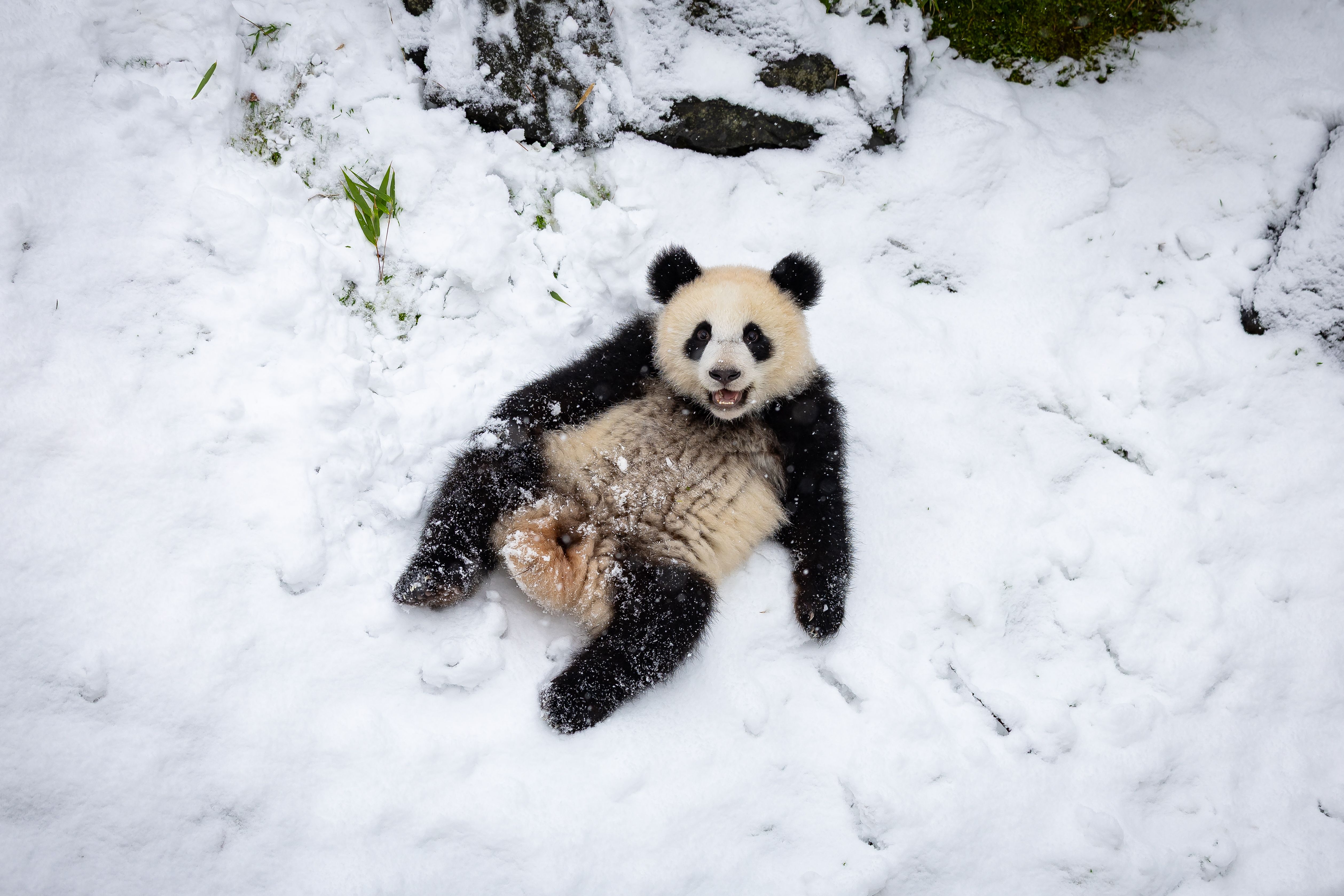 So süß spielen unsere tierischen Lieblinge gerade im Schnee