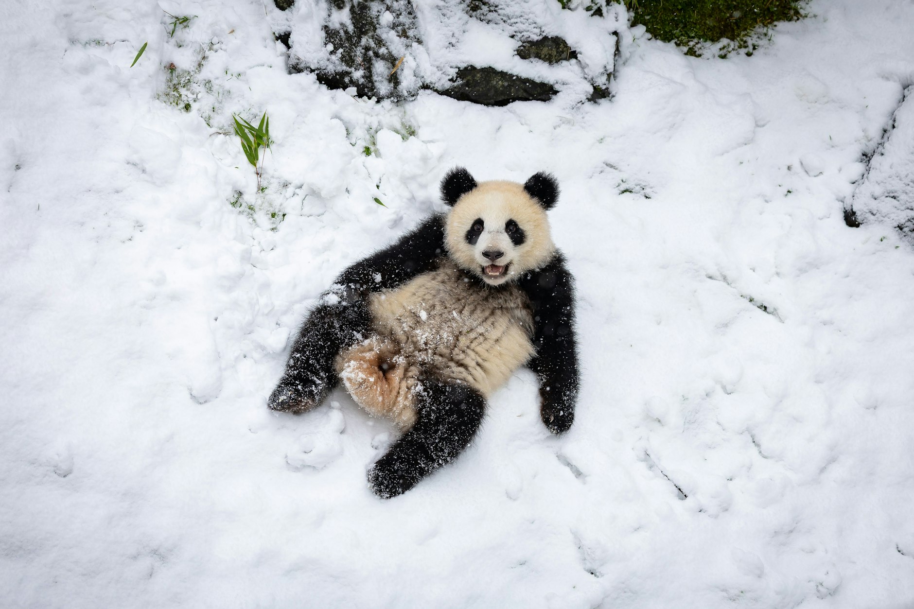 Gewusst? Pandas haben auch in ihrem natürlichen Lebensraum Schnee.