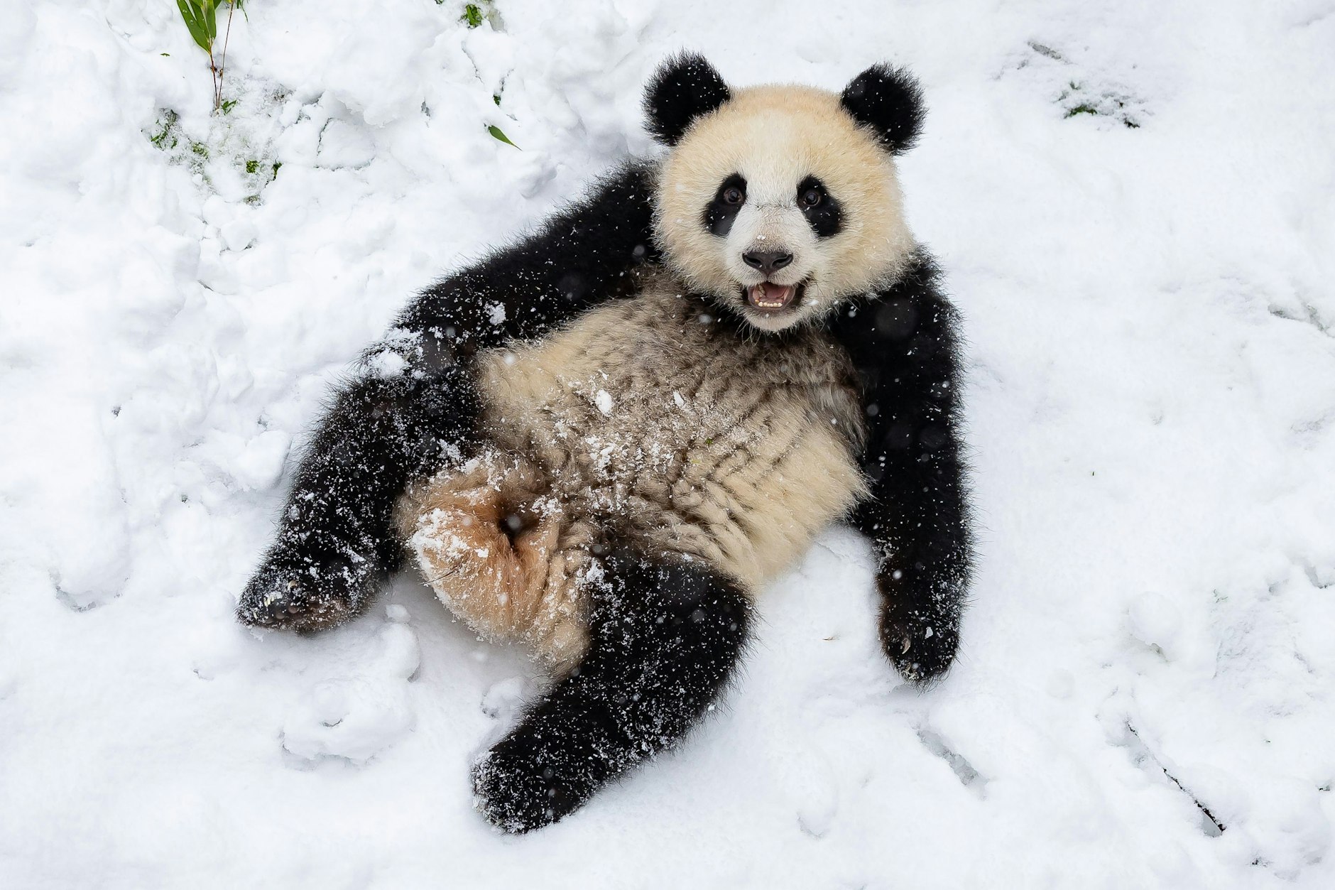 So süß spielen unsere tierischen Lieblinge gerade im Schnee