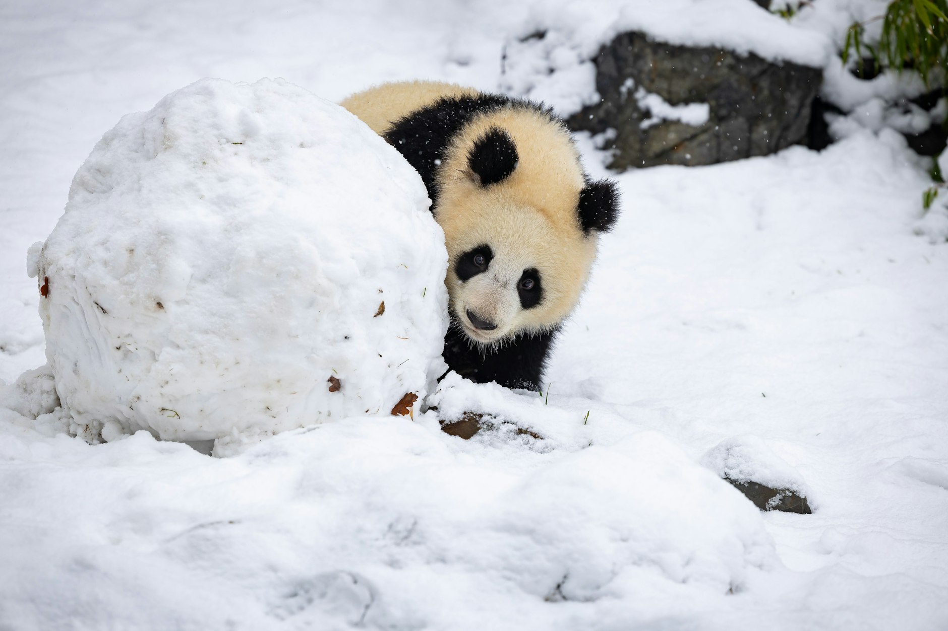Den Pandas im Berliner Zoo gefällt der Schnee sichtbar.