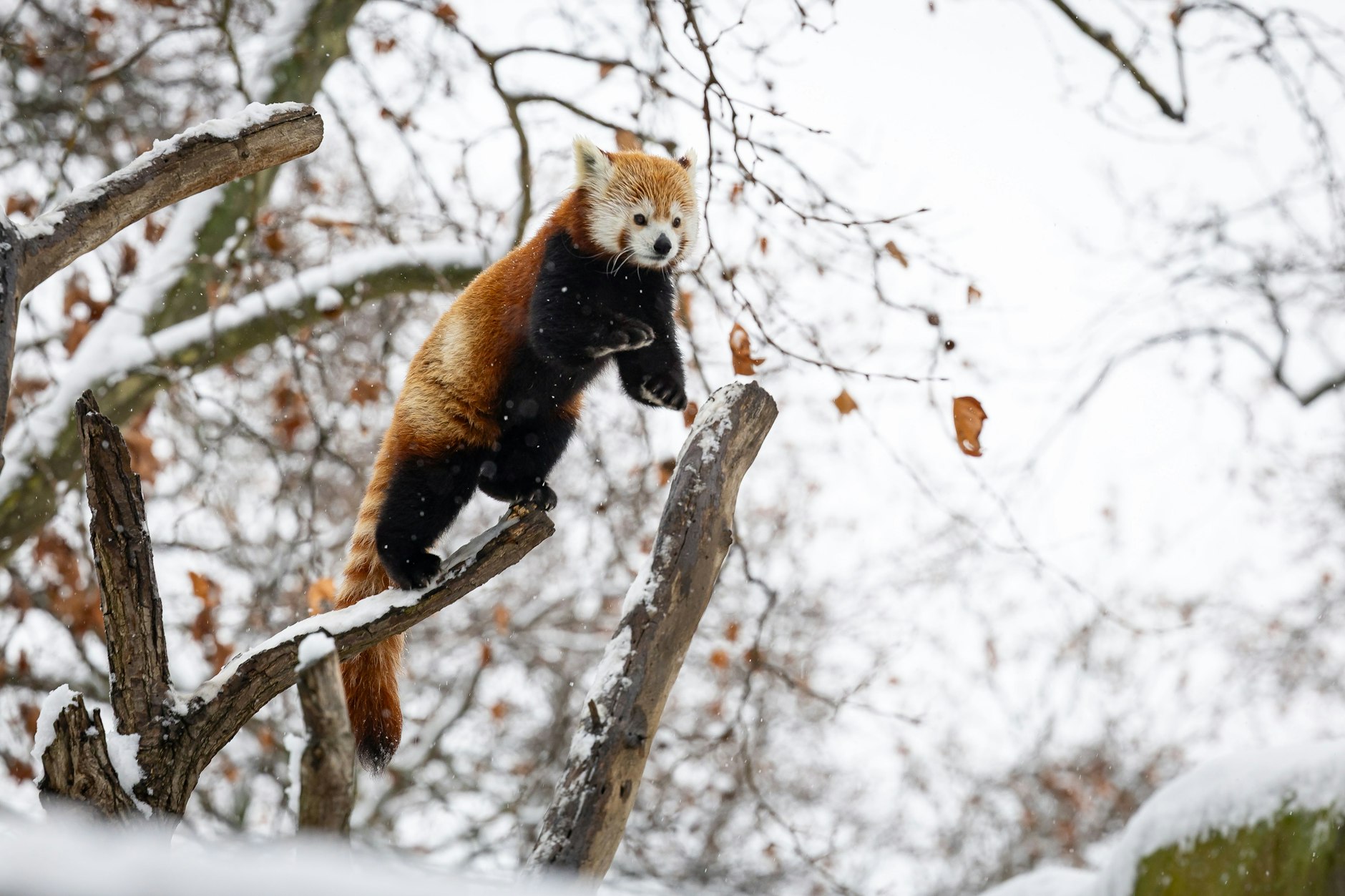 Auch die roten Pandas feiern das derzeitige Wetter.