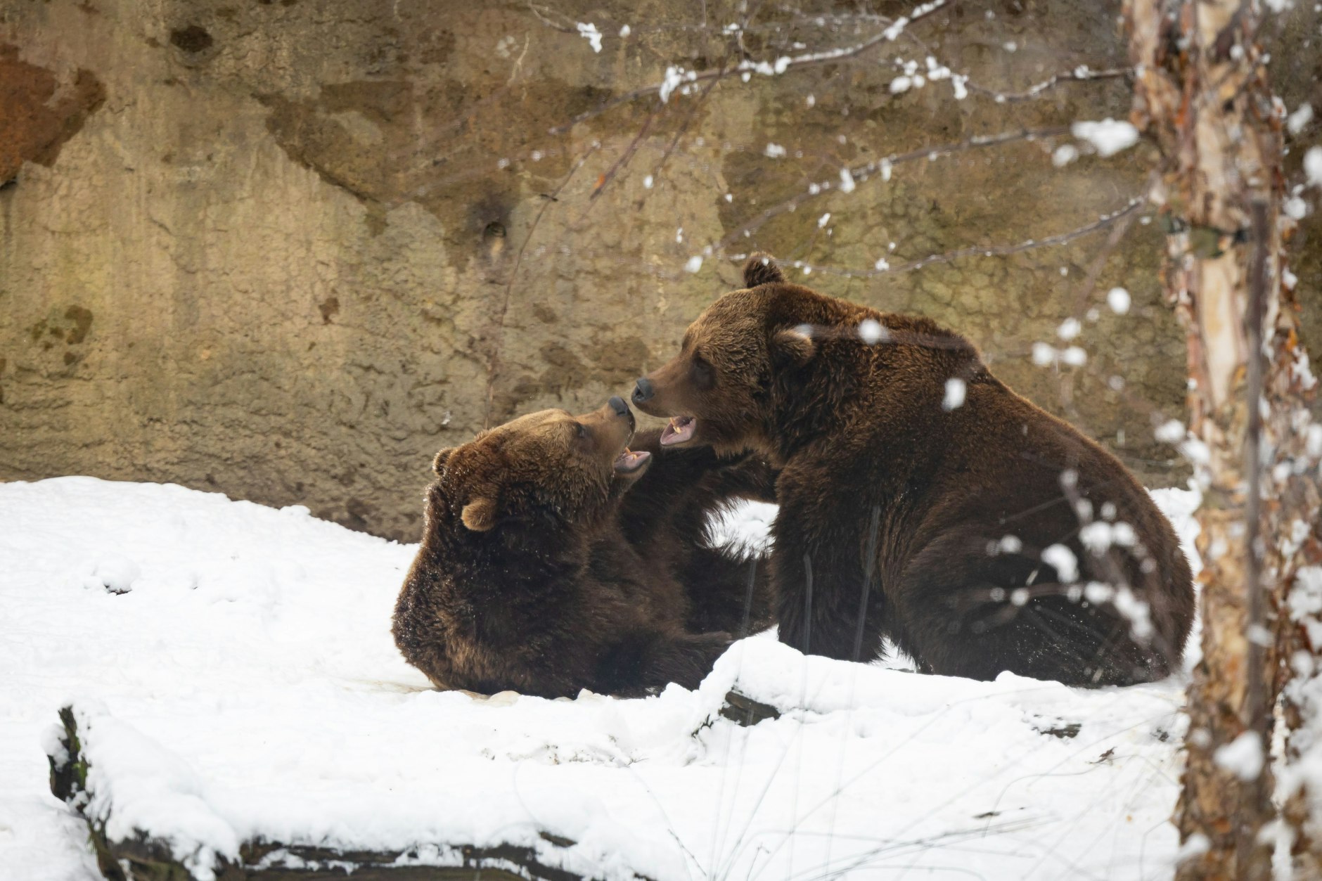 Die Braunbären haben so viel Spaß im Schnee, dass es schon fast nach einer Schneeballschlacht aussieht.