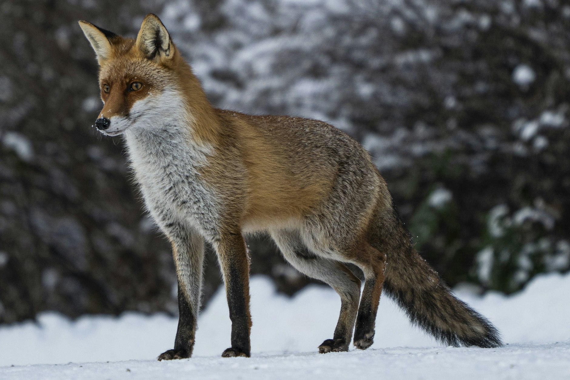 Ein Rotfuchs in Berlin-Friedrichsfelde.
