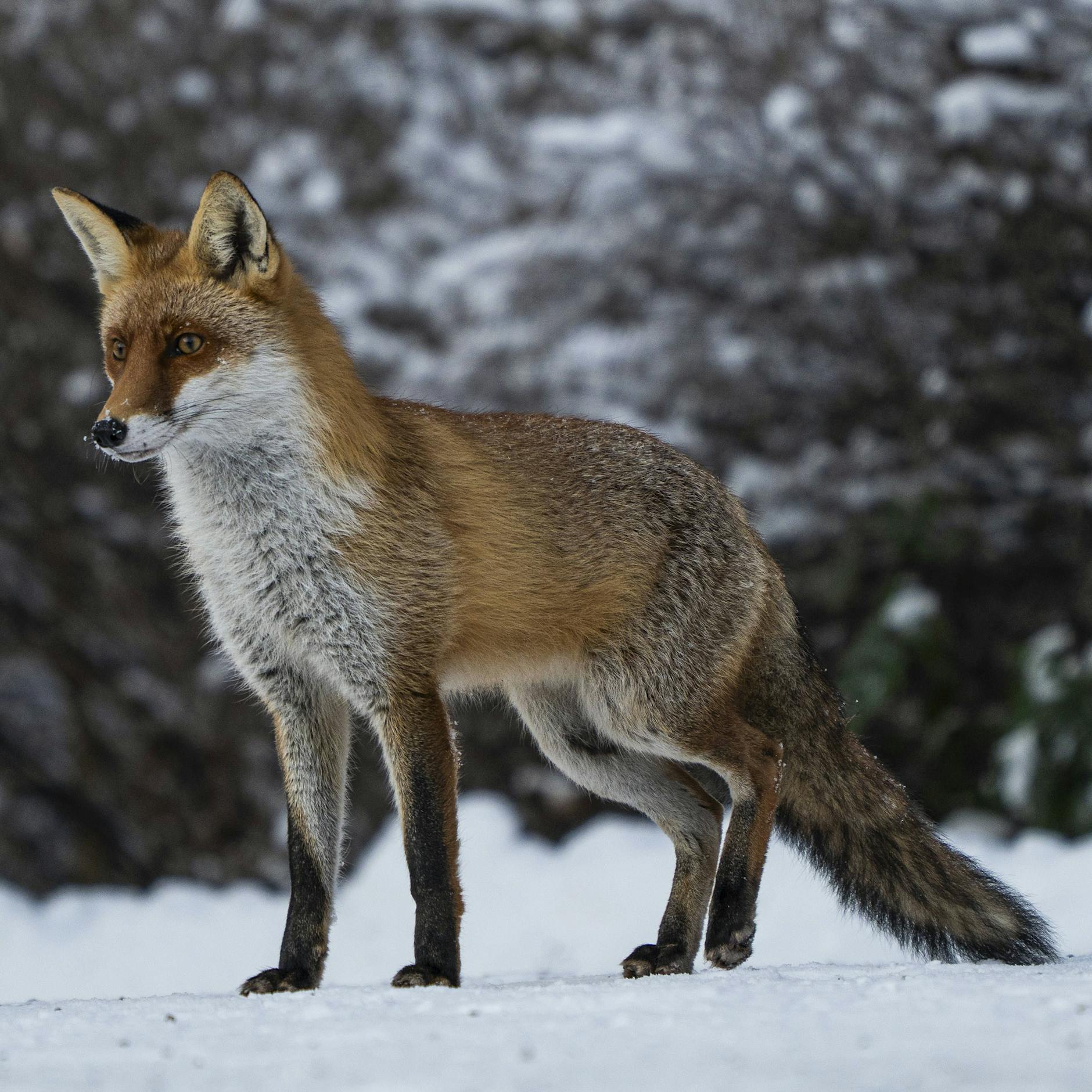 Berlins Füchse im Liebesrausch – jetzt humpeln sie durch die Stadt