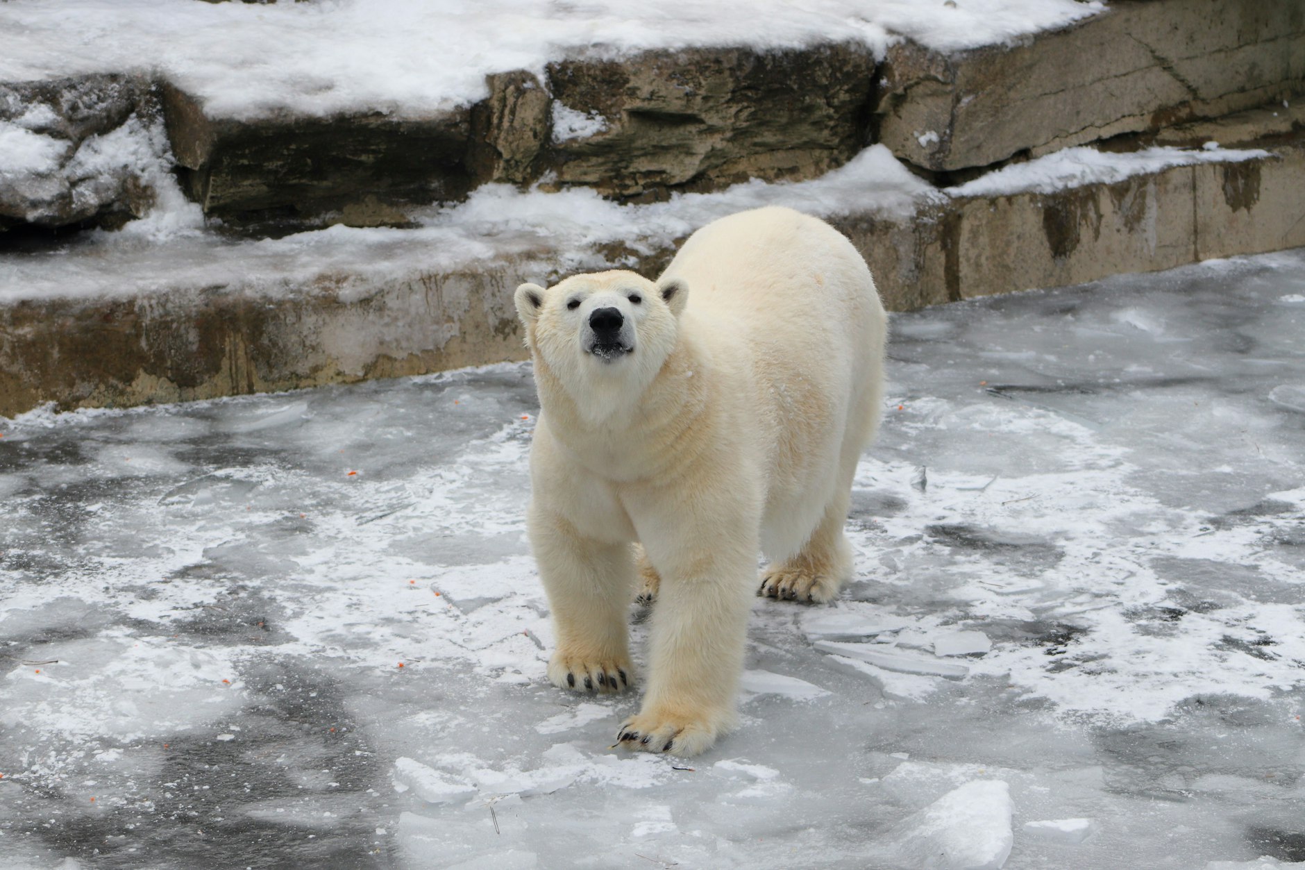 Der Eisbär im Tierpark Berlin freut sich natürlich riesig über den Wintereinbruch.