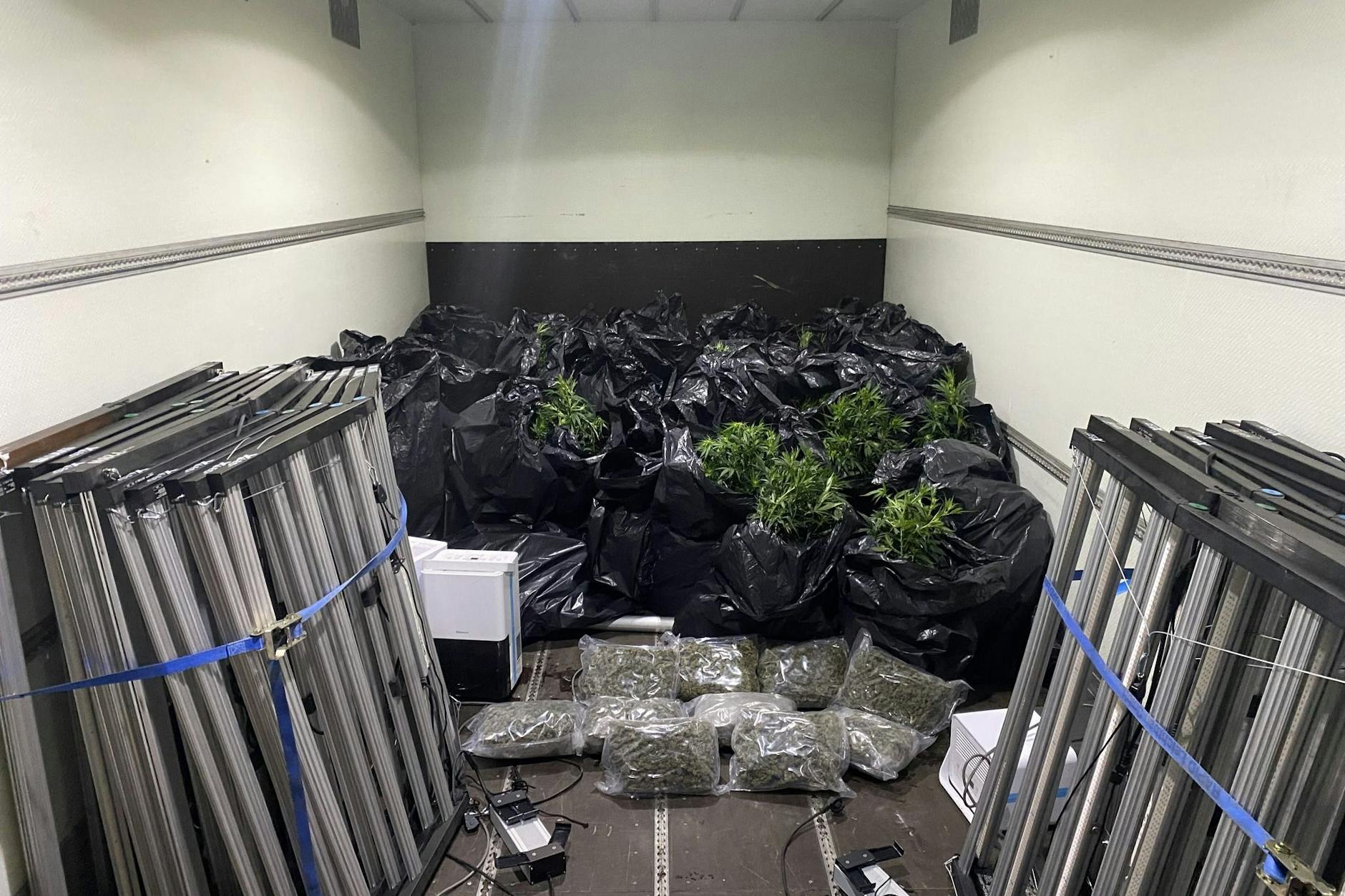 Die Cannabispflanzen befinden sich in zahlreichen Tüten.