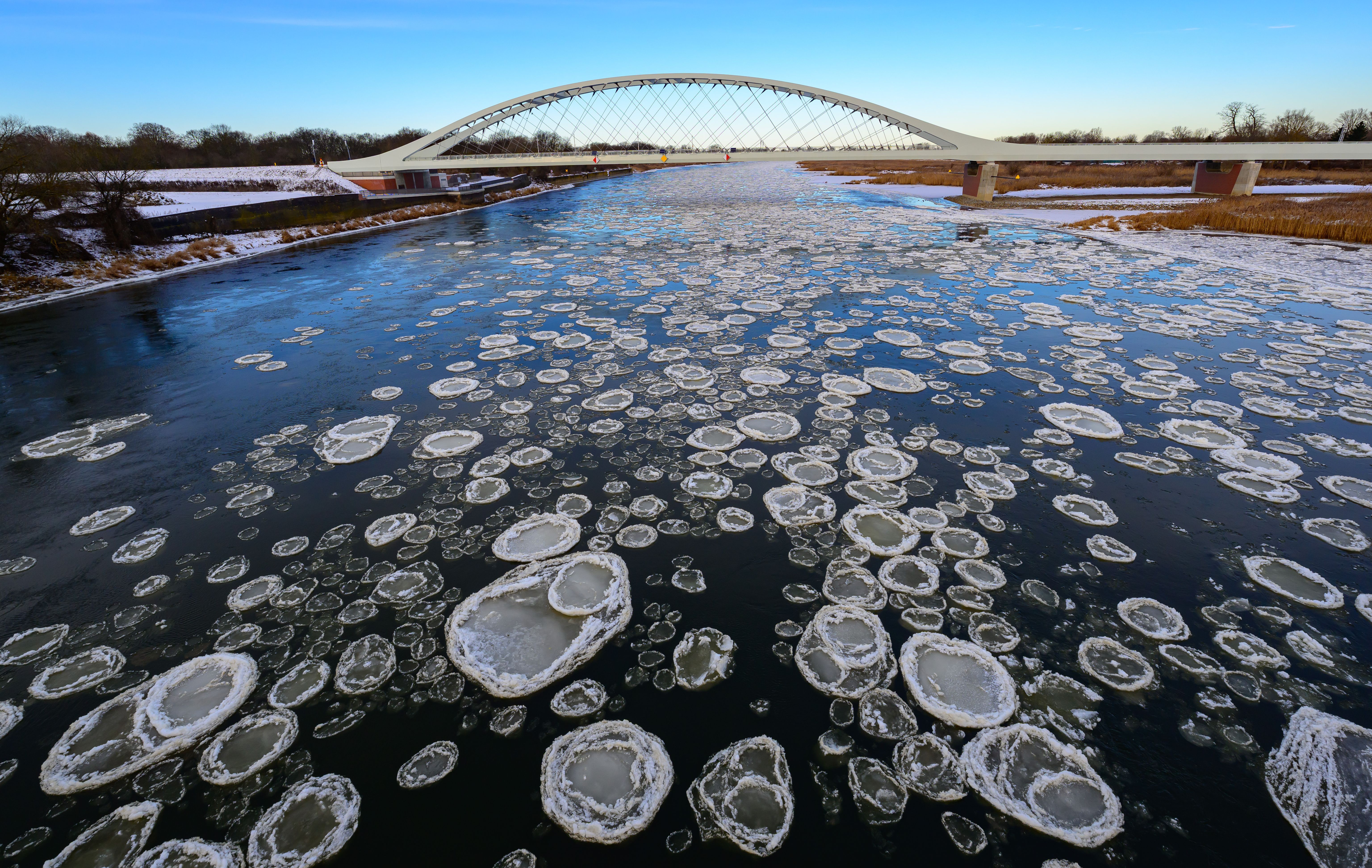 Seltenes Naturschauspiel an der Oder: Wussten Sie, was Brieger Gänse sind?