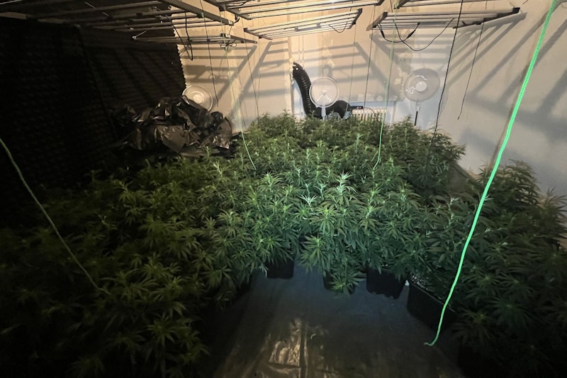 Cannabis-Großfund in Berliner Bezirken