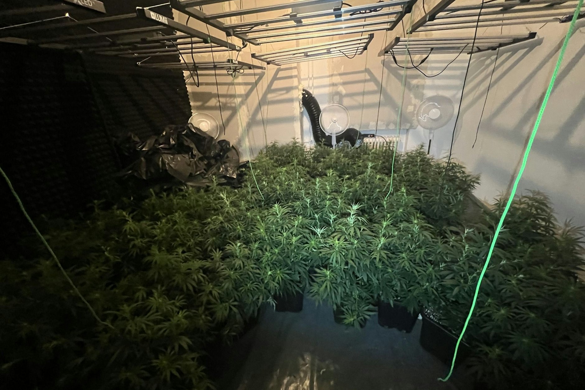 Ermittler finden in Spandau eine große Cannabisplantage.