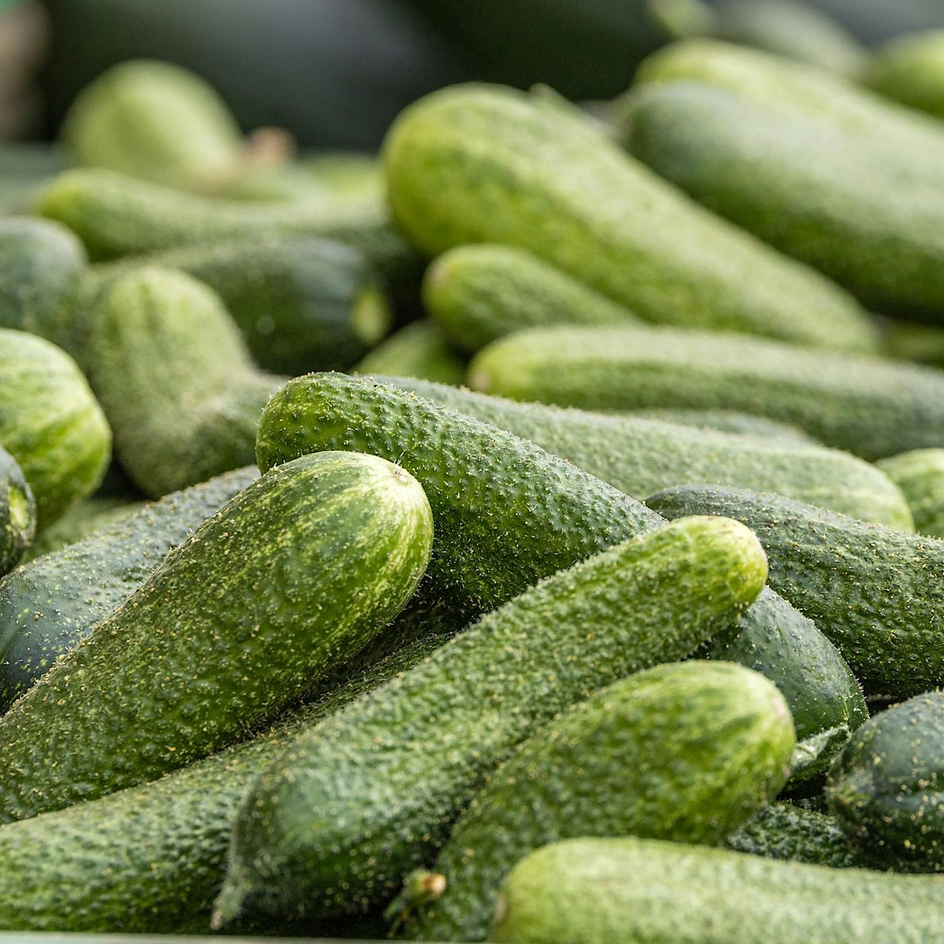 Glatteis in Berlin: Hilft uns jetzt die Spreewaldgurke aus der Patsche?