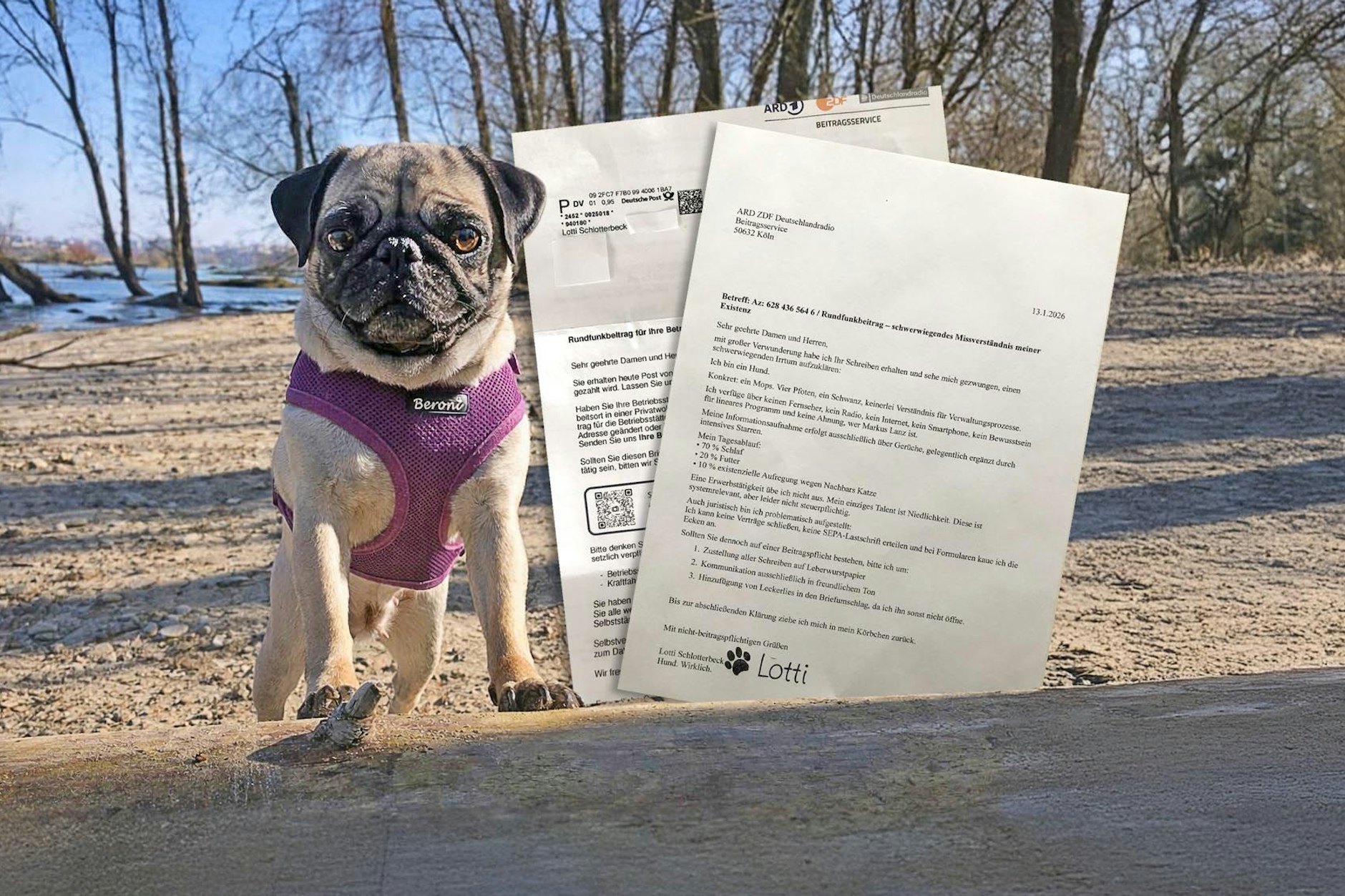 Mops-Dame Lotti Schlotterbeck soll Rundfunkgebühr zahlen - sie ist schließlich eine bekannte Schriftstellerin.