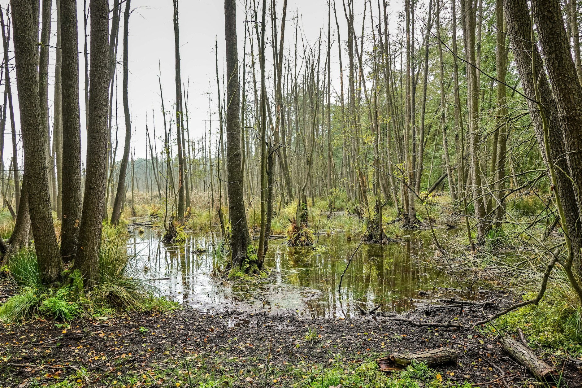 Die Leiche der Unbekannten wurde damals im Spandauer Forst gefunden.