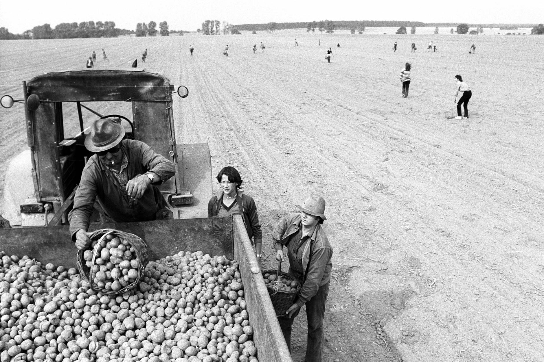 Jugendliche 1982 im Einsatz bei der Kartoffelernte der LPG Dahme.