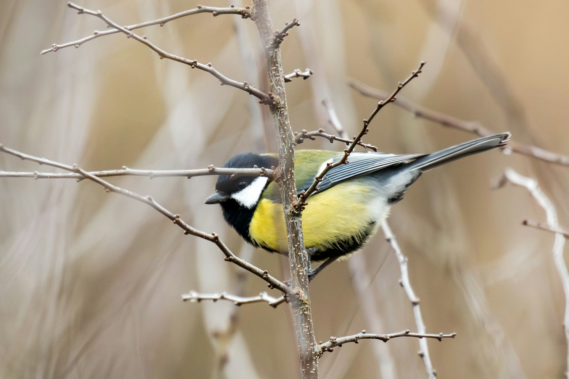 Die Kohlmeise ist die neue Nummer 1 in Berlin. 