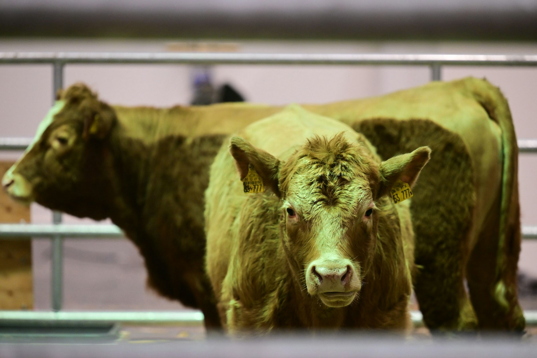 In der Tierhalle 25 sind in diesem Jahr wieder Kühe zu sehen.