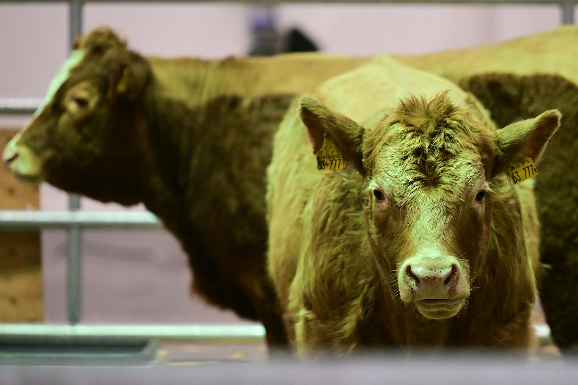 Die Grüne Woche 2026 ist so wild wie noch nie