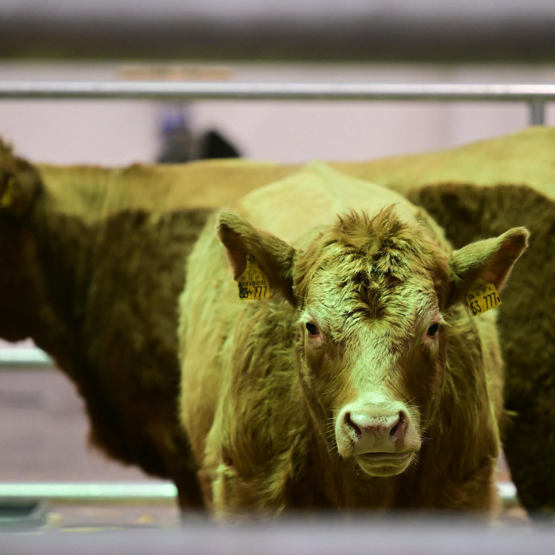 Image - Die Grüne Woche 2026 ist so wild wie noch nie