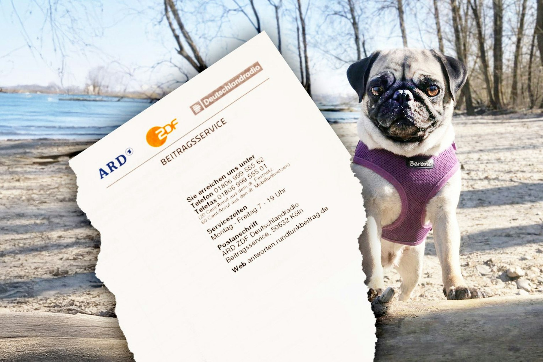 Mops Lotti hat Post vom Beitragsservice bekommen - Rundfunkbeitrag zahlen muss sie deshalb aber nicht.
