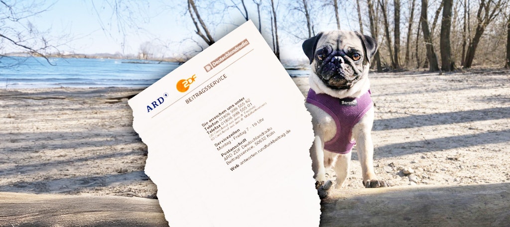 Muss-Mops-Lotti-Rundfunkbeitrag-zahlen-Das-sagt-der-Beitragsservice