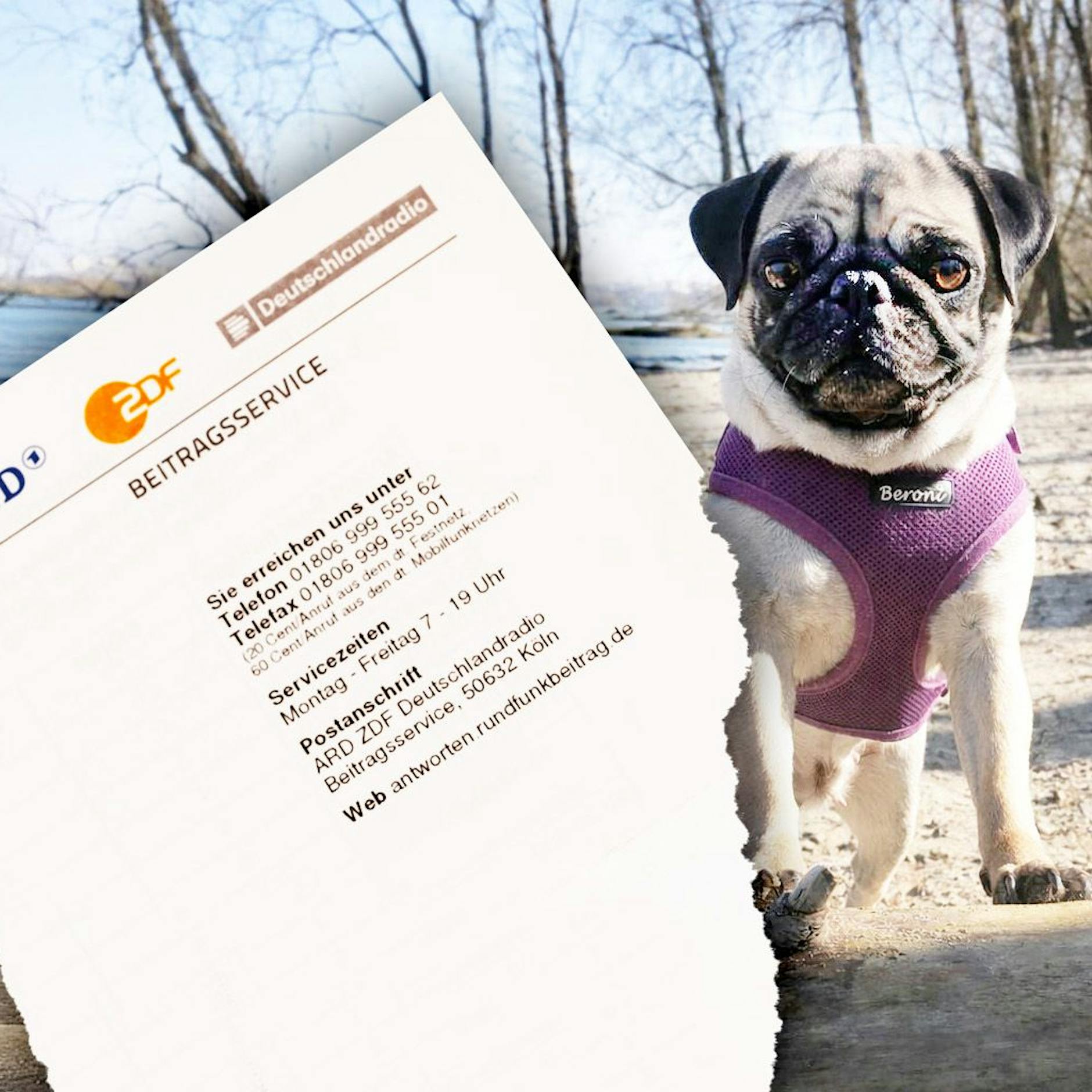 Muss Mops Lotti Rundfunkbeitrag zahlen? Das sagt der Beitragsservice