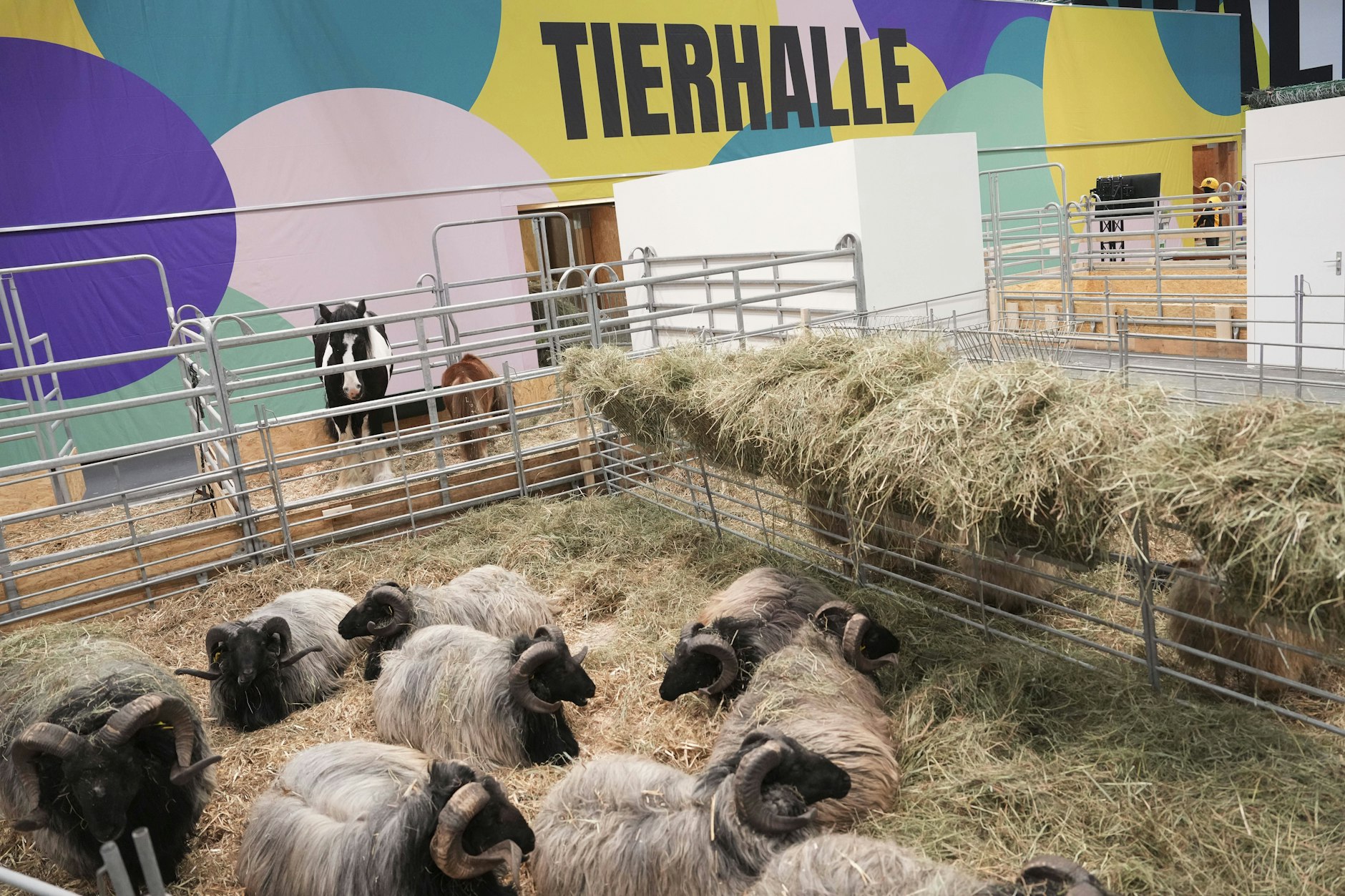 Schafe, Pferde, Rinder: Die Tierhalle der Grünen Woche muss in diesem Jahr ohne Geflügel auskommen. 