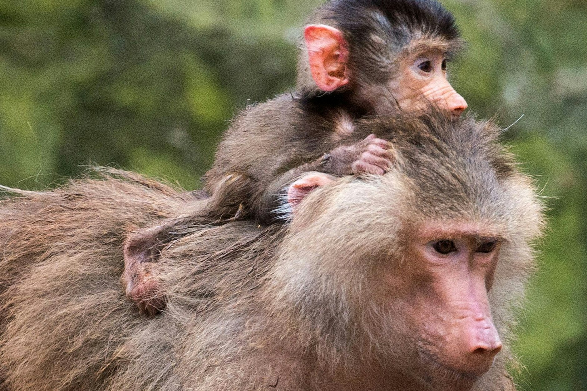 Mantelpaviane im Berliner Zoologischen Garten. Bei ihnen steigert sich die Lebenserwartung besonders stark, wenn sie keinen Nachwuchs bekommen.
