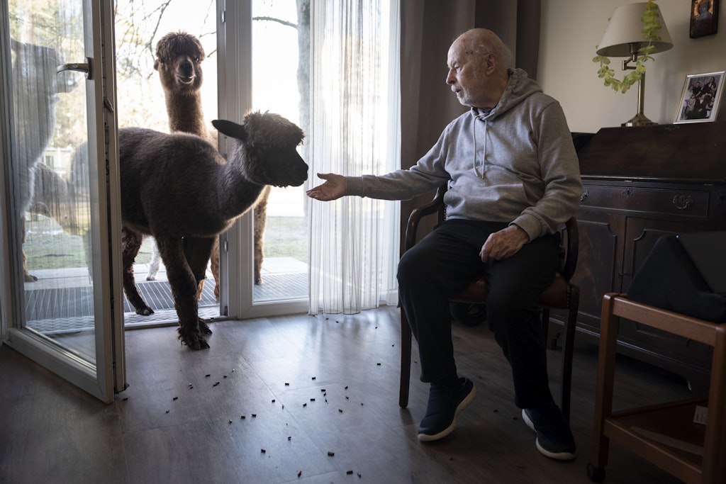 Apartment-mit-Alpaka-in-Lankwitz-k-nnen-Senioren-mit-Andenkamelen-kuscheln