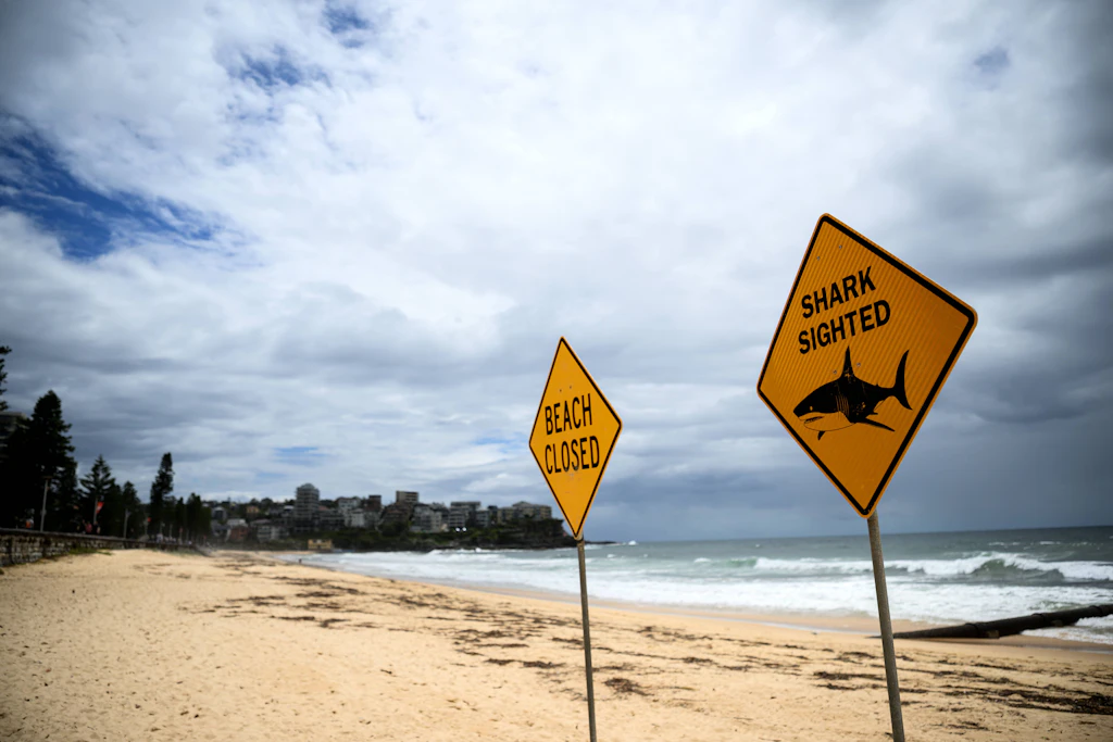 Vier Haiangriffe in 48 Stunden: Australien sperrt mehrere Strände
