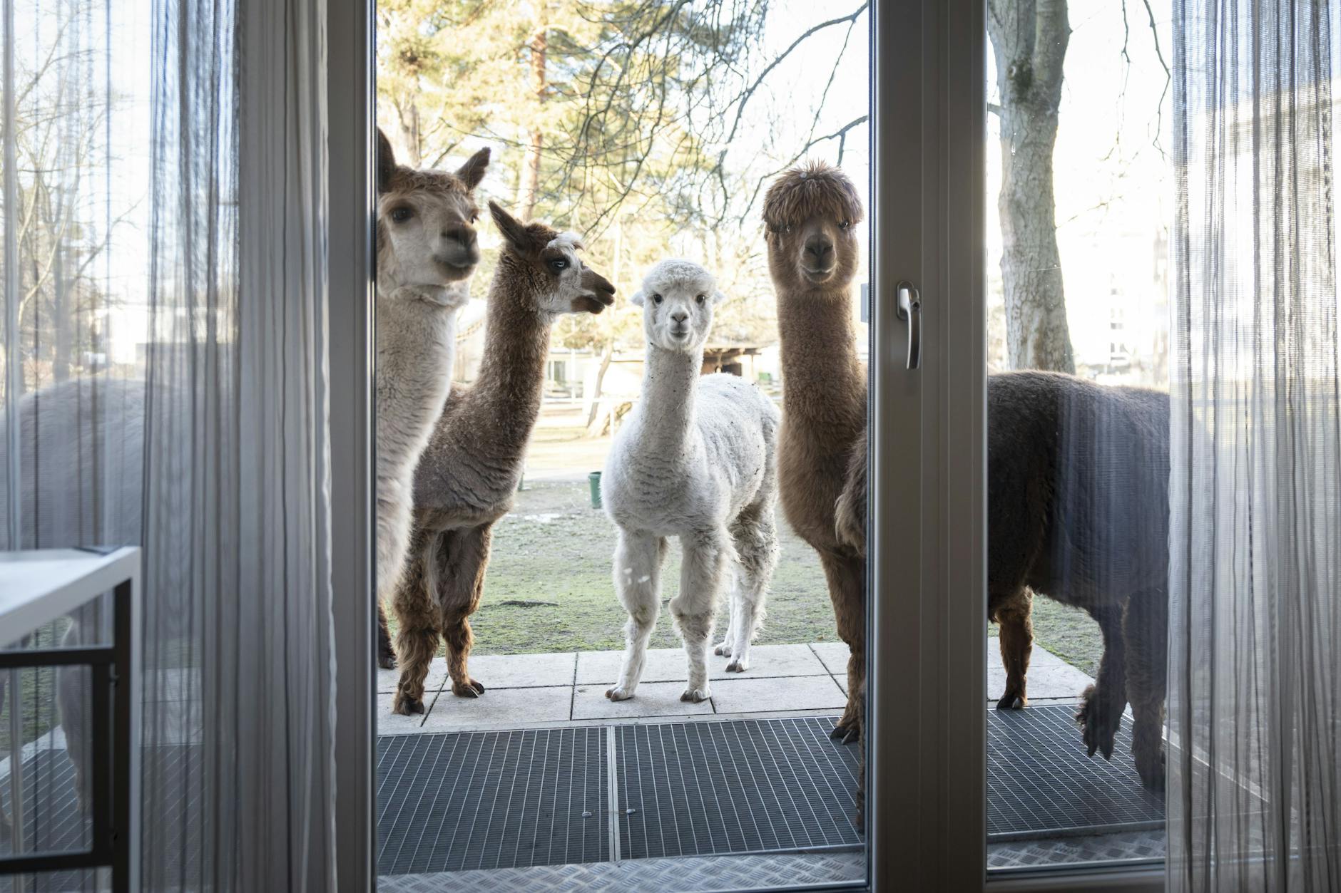 Im Garten der exklusiven Senioren-Wohnanlage können sich die Tiere frei bewegen.