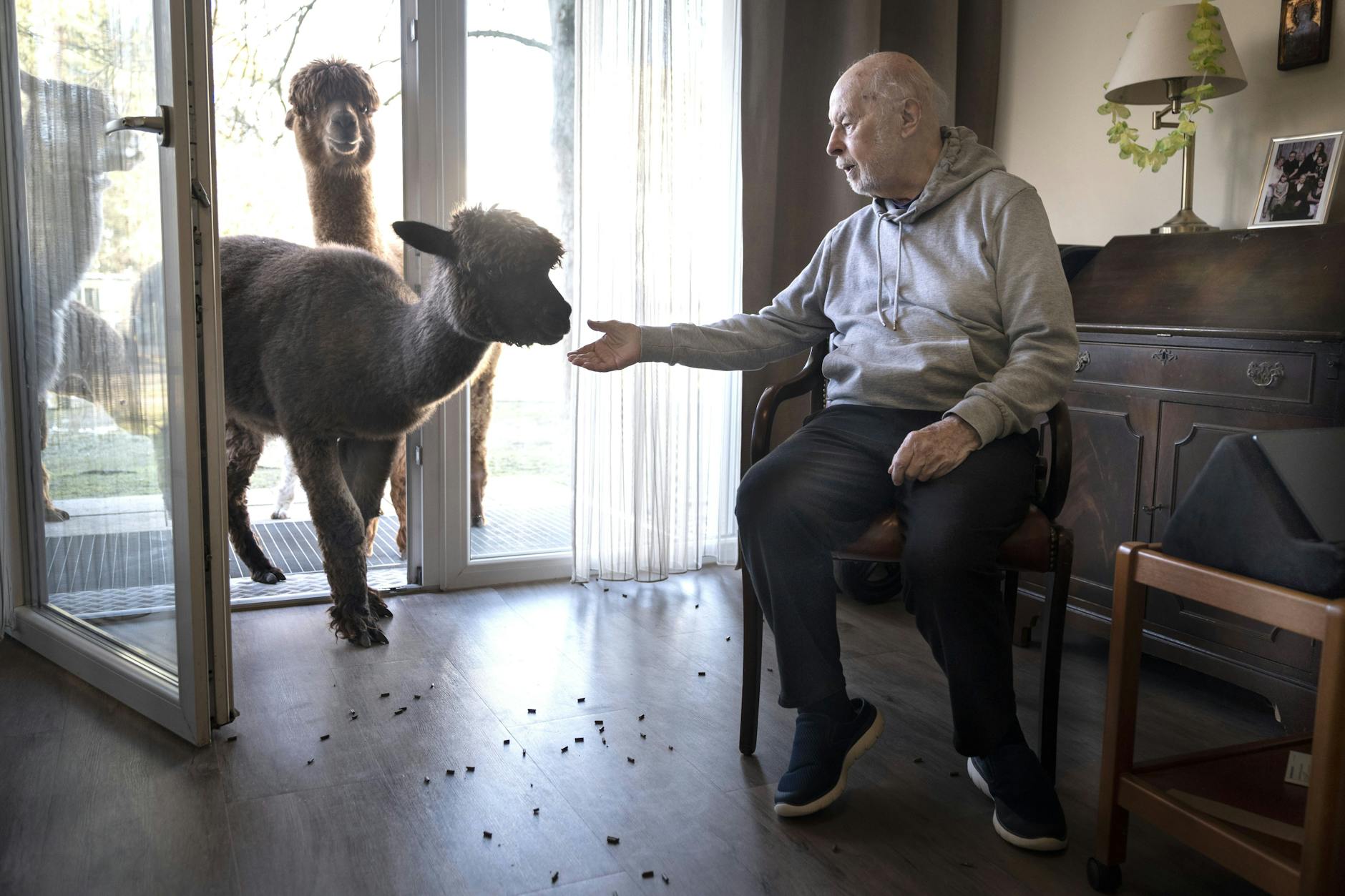 Kuscheln mit Alpakas im Seniorenheim Lankwitz in Berlin: Gerhard Güttler (94) mit den Alpakas
